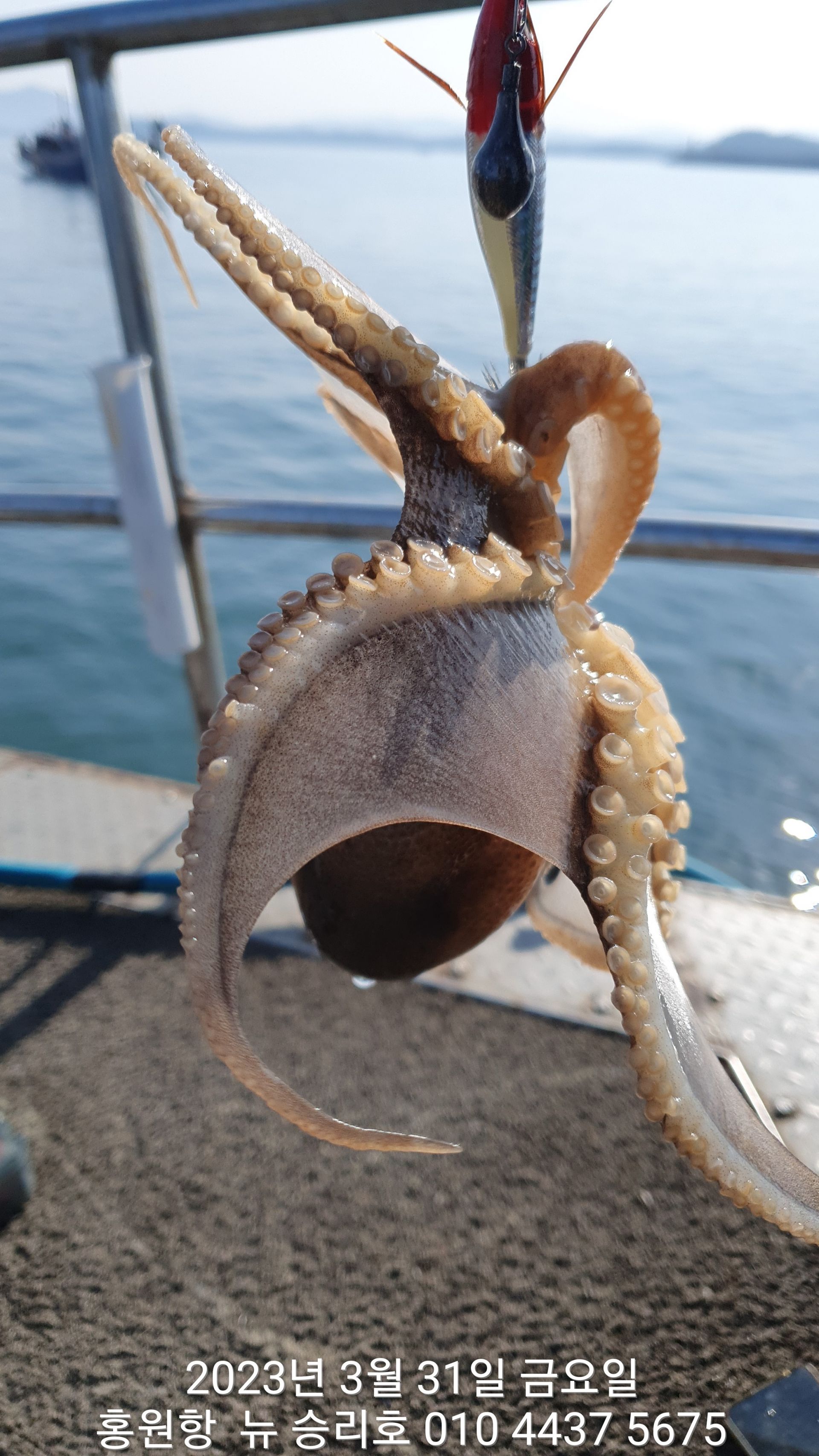 홍원항 요포선단 ^^위풍당당^^ 뉴~승리호 선장님 3월31일 2시간 **봄 쭈꾸미** 탐사조황!!