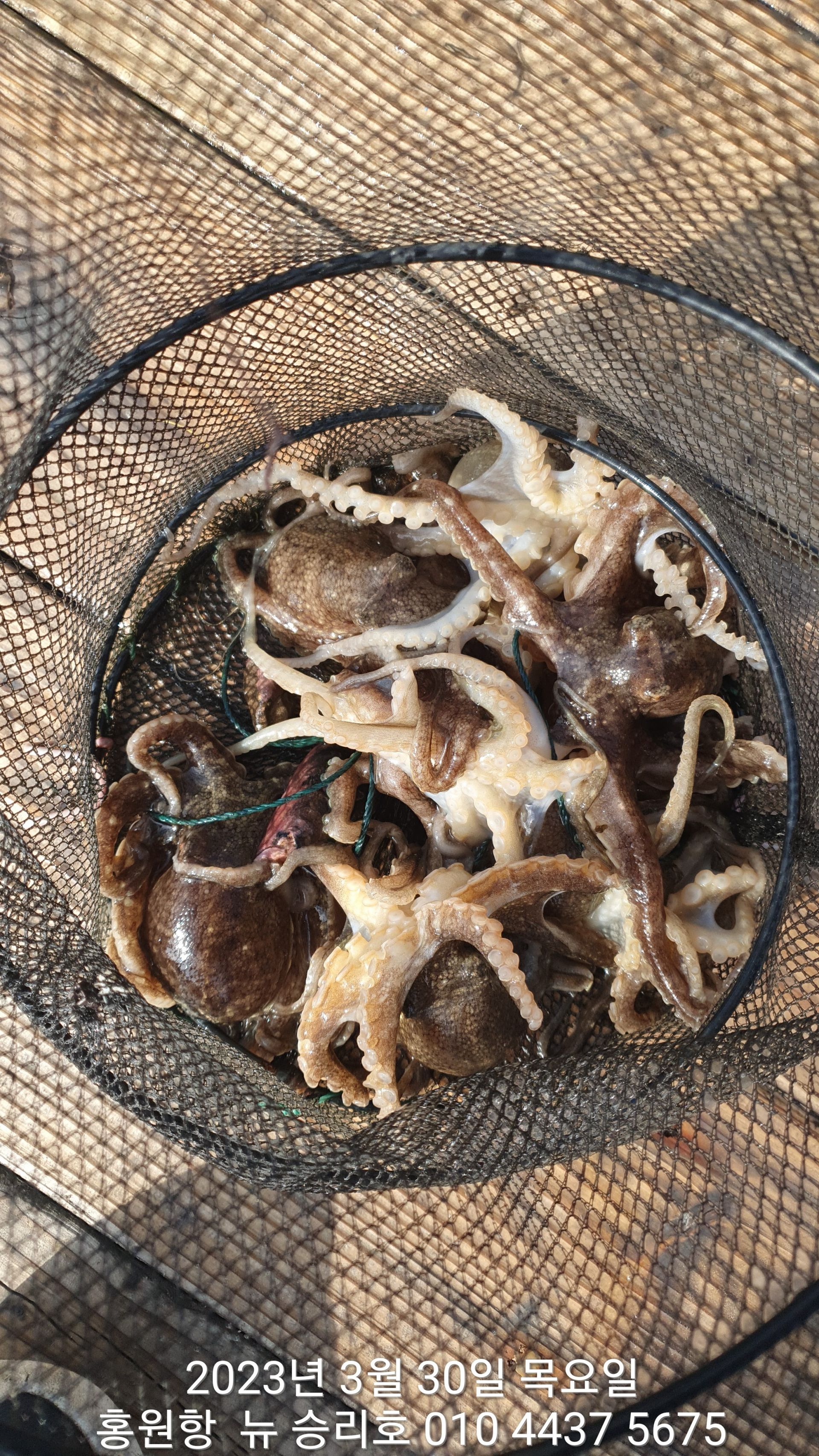 3월30일 봄(알) 쭈꾸미 선장님 포인트 탐사 조황입니다