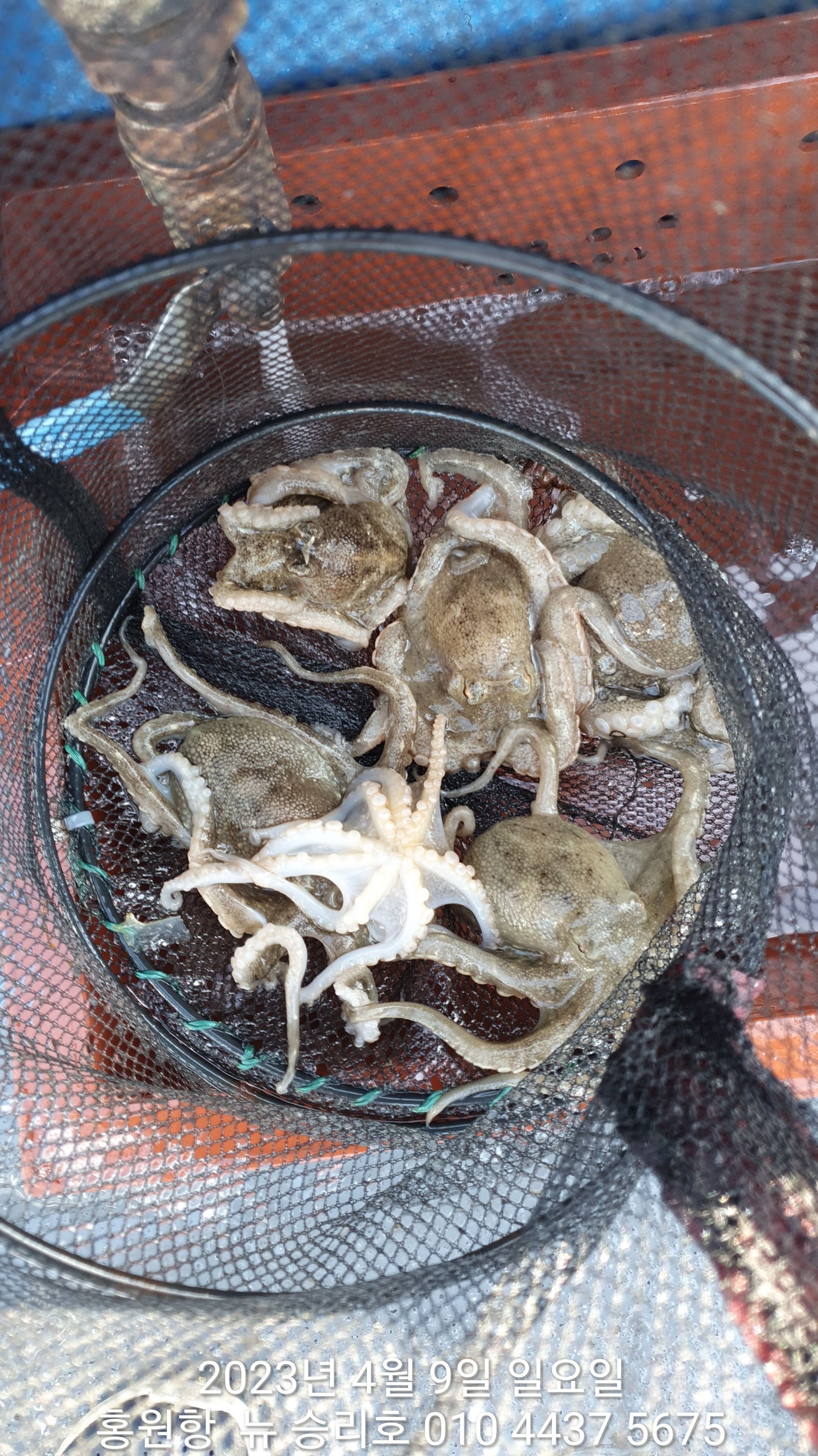 ** 봄 왕 쭈꾸미** 4월9일 ^^위풍당당^^ 뉴~승리호 선장님 짬낚 조황!!