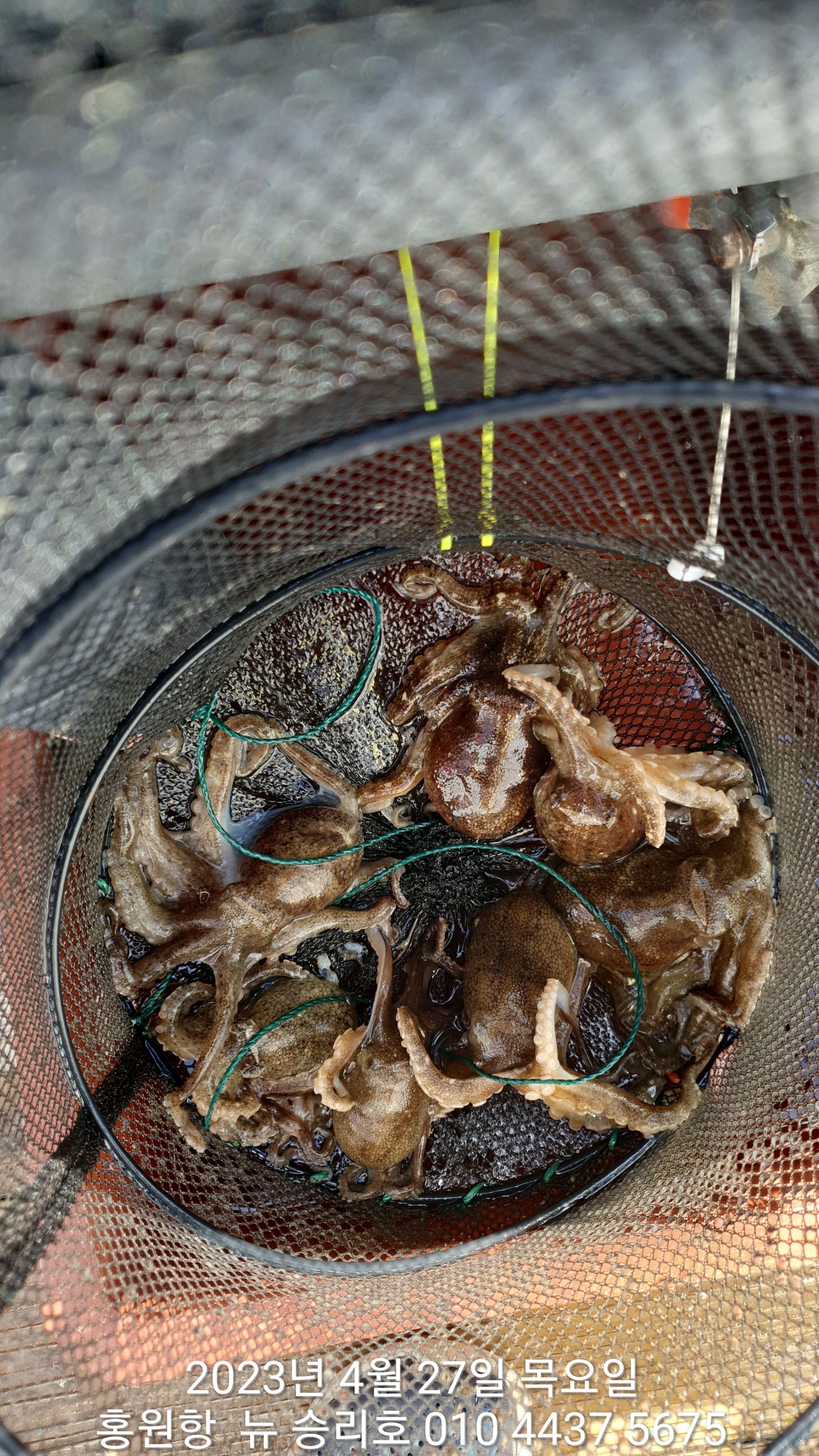 4월27일 홍원항 요포선단 ^^위풍당당^^ 뉴~승리호  ***봄 왕 쭈꾸미*** 조황입니다!!