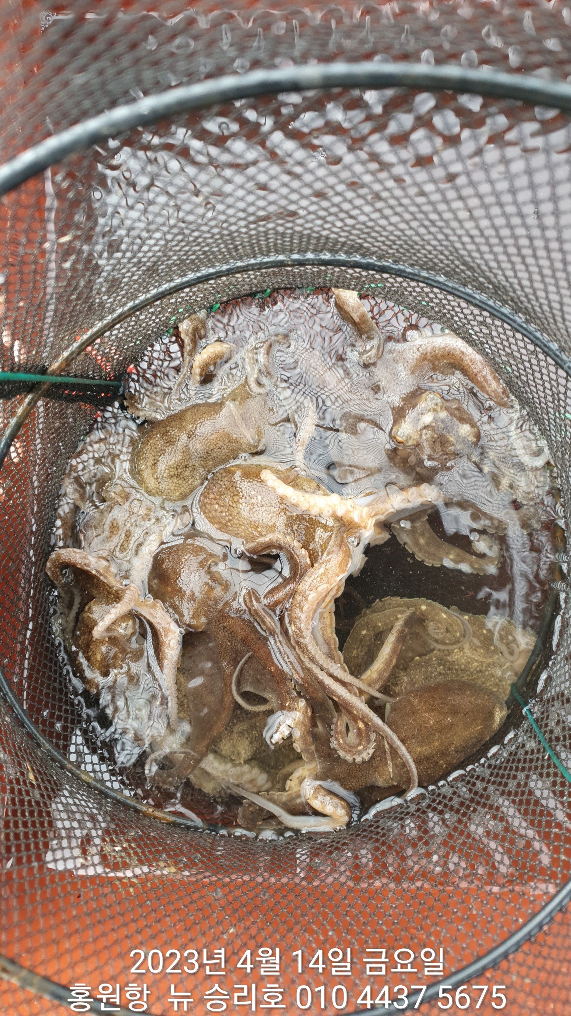 ***봄 왕쭈꾸미***홍원항 요포선단 ^^위풍당당^^ 뉴~승리호 4월14일 선장님 2시간 실시간 조황!!