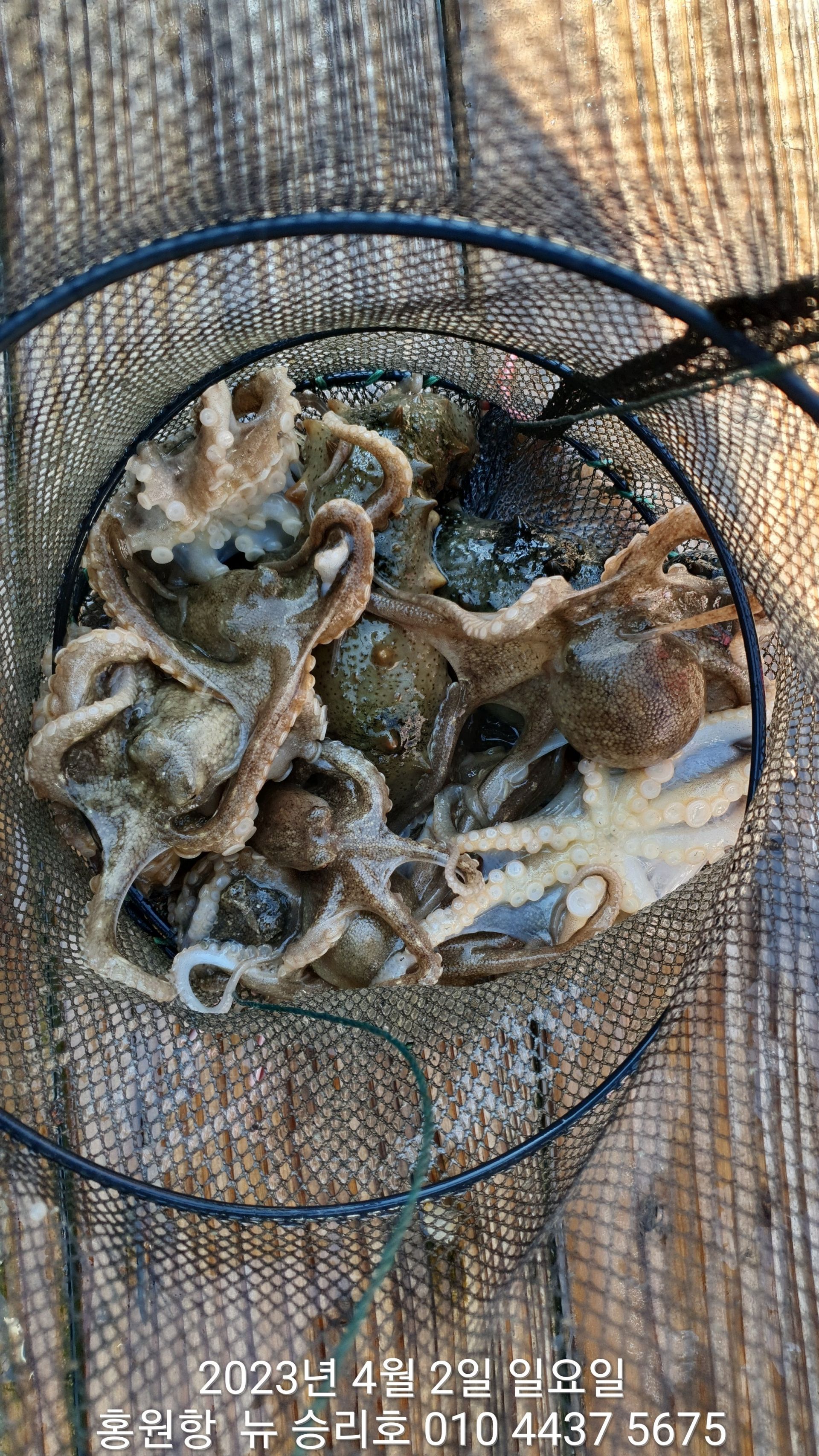 **봄 왕쭈꾸미** 4월2일 홍원항 요포선단 ^^위풍당당^^뉴~승리호  출조 조황!!