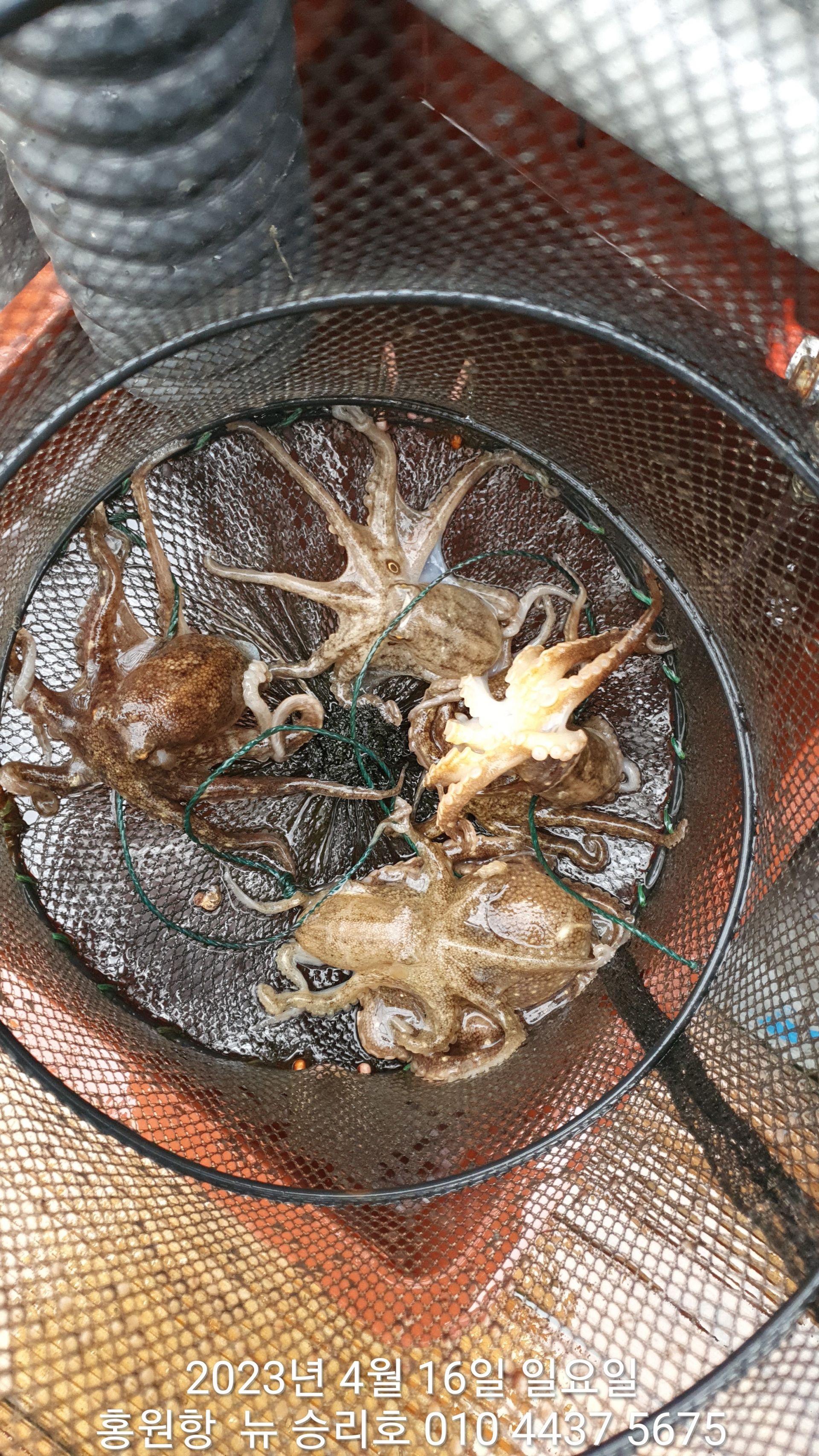 ^^위풍당당^^ 뉴~승리호 4월16일***봄 왕 쭈꾸미*** 1시간 낚은 실시간 조황!!