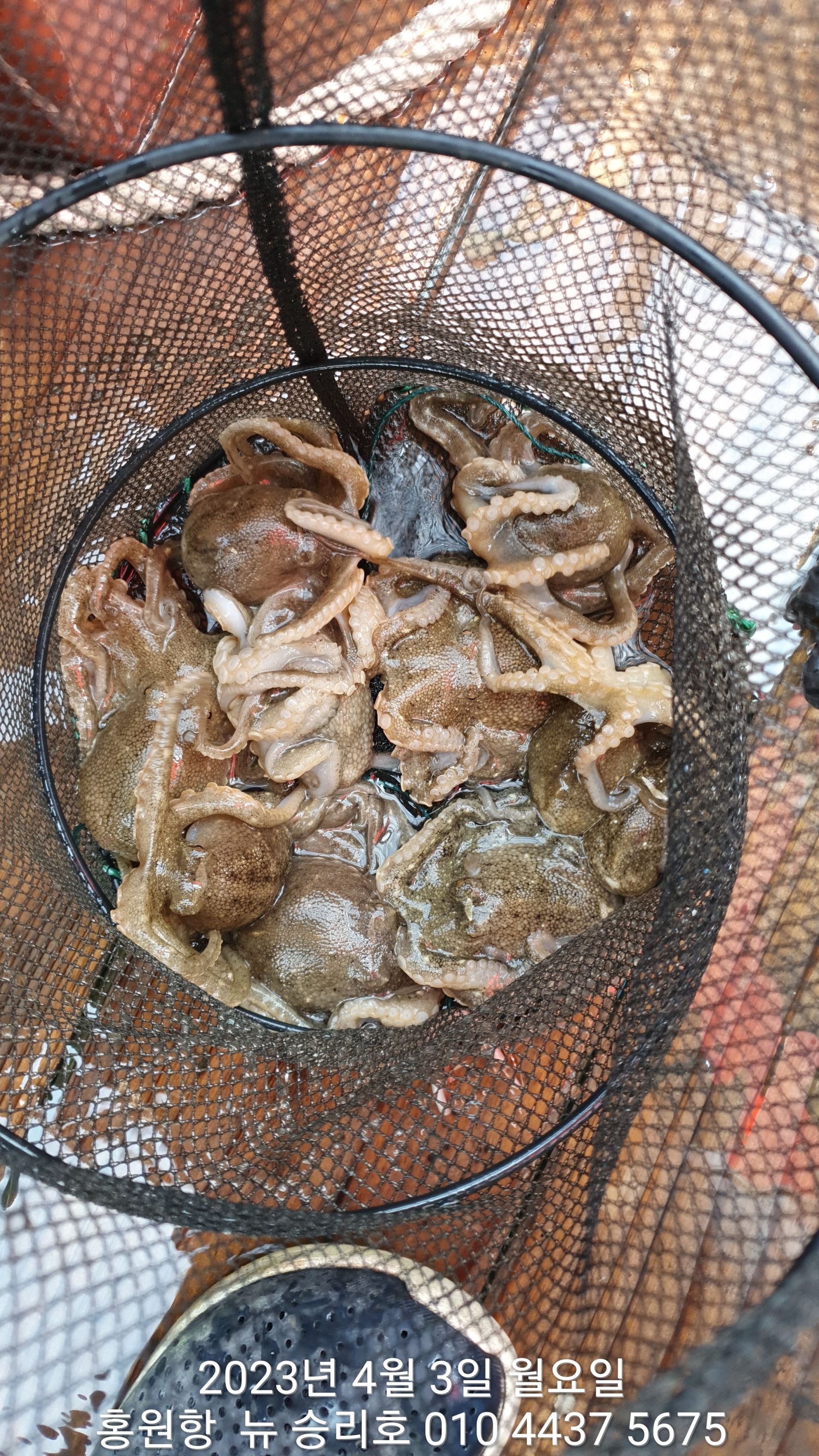 **봄 왕쭈꾸미** 4월3일  홍원항 요포선단 ^^위풍당당^^뉴~승리호   통발조황 입니다!!