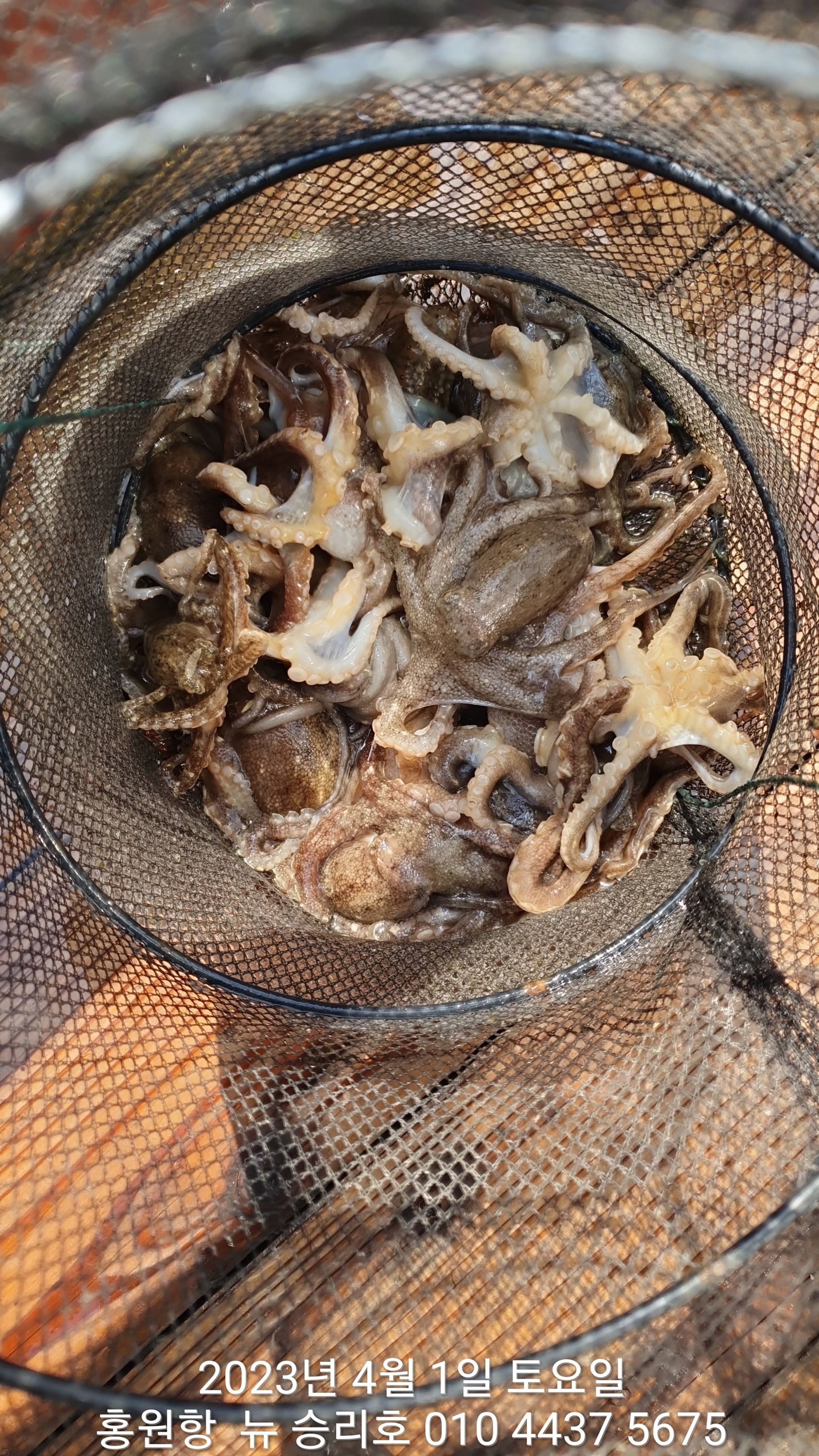 **봄 왕쭈꾸미** 홍원항 요포선단 ^^위풍당당^^뉴~승리호 4월1일 첫출조 조황!!