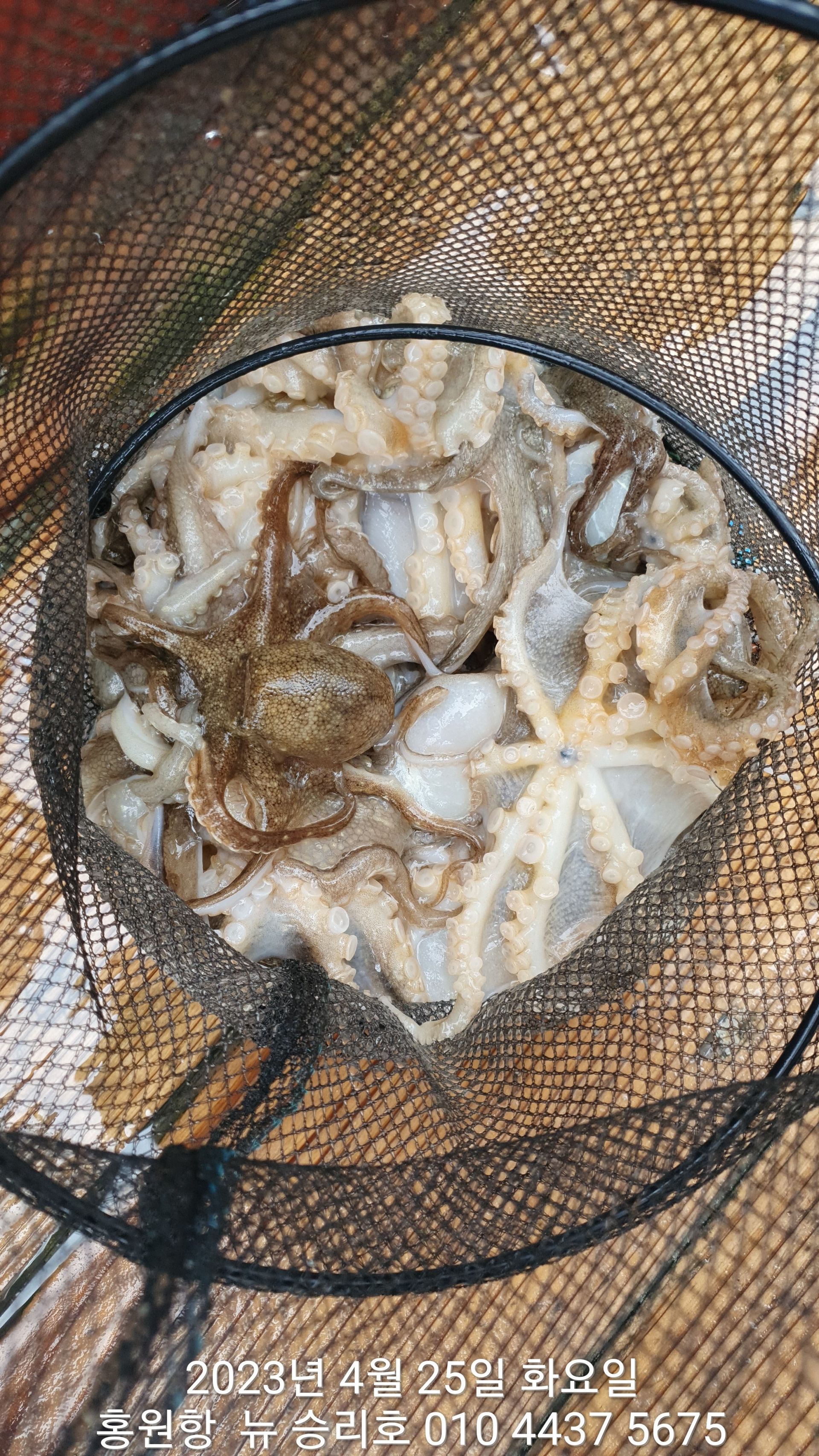 4월25일 **봄 왕 쭈꾸미** 홍원항 요포선단 ^^위풍당당^^  뉴~승리호 12인의 통발 조황!!