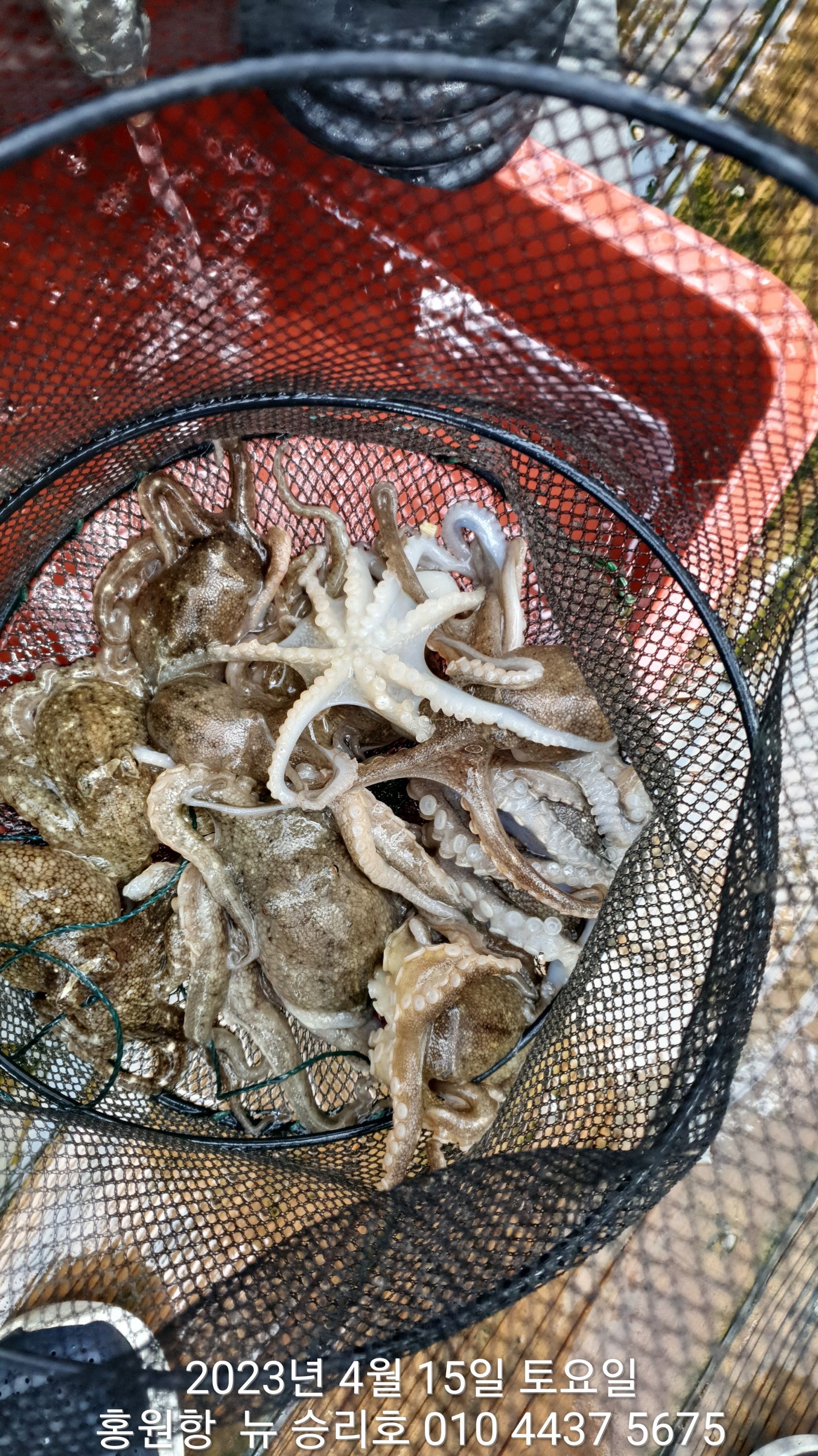 ***봄 왕 쭈꾸미*** 홍원항 요포선단 ^^위풍당당^^ 뉴~ 승리호 4월15일 조황 입니다!!