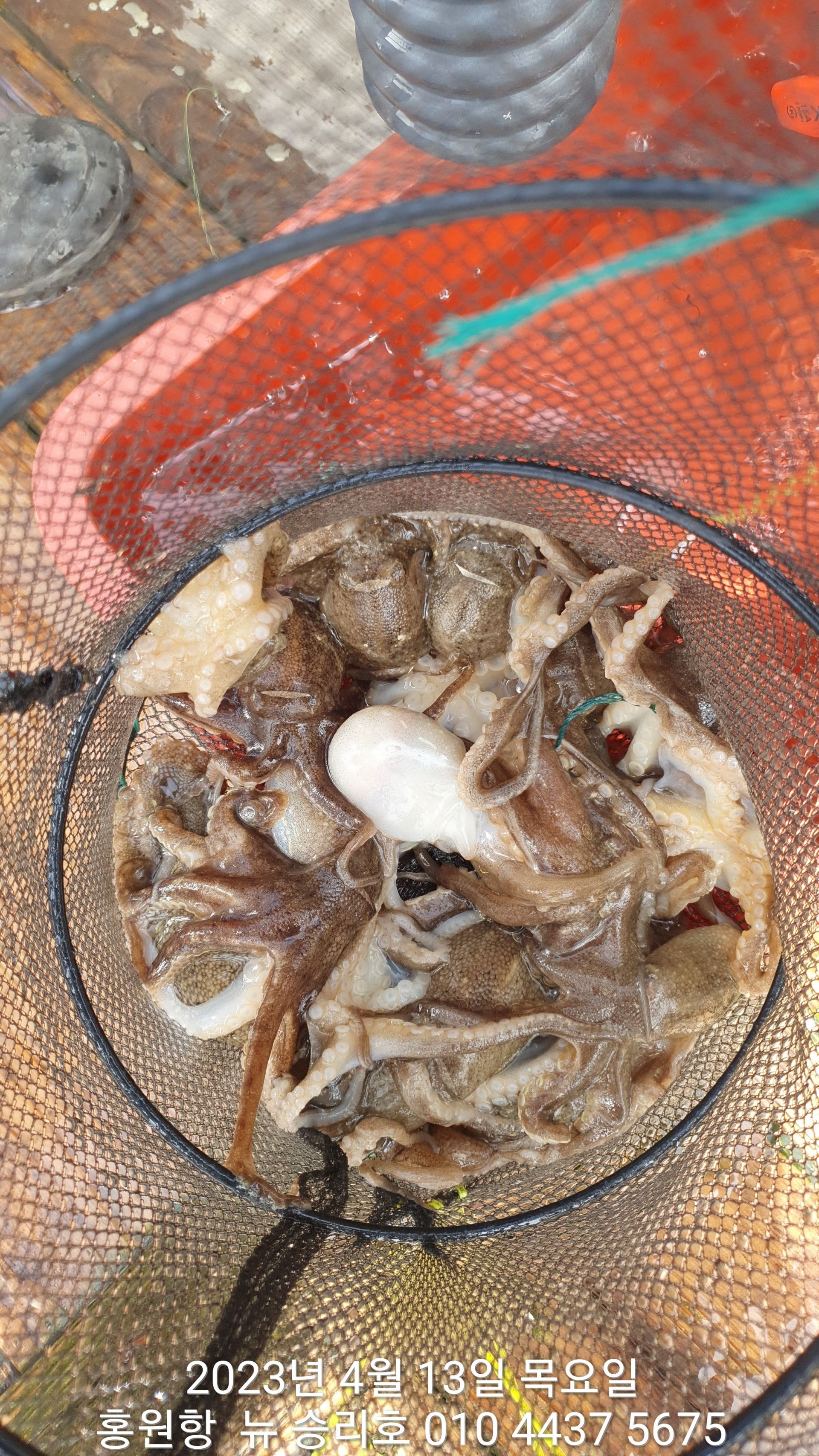 ***봄 왕쭈꾸미***홍원항 요포선단 ^^위풍당당^^ 뉴~승리호  4월13일 전원 통발 조황입니다!!