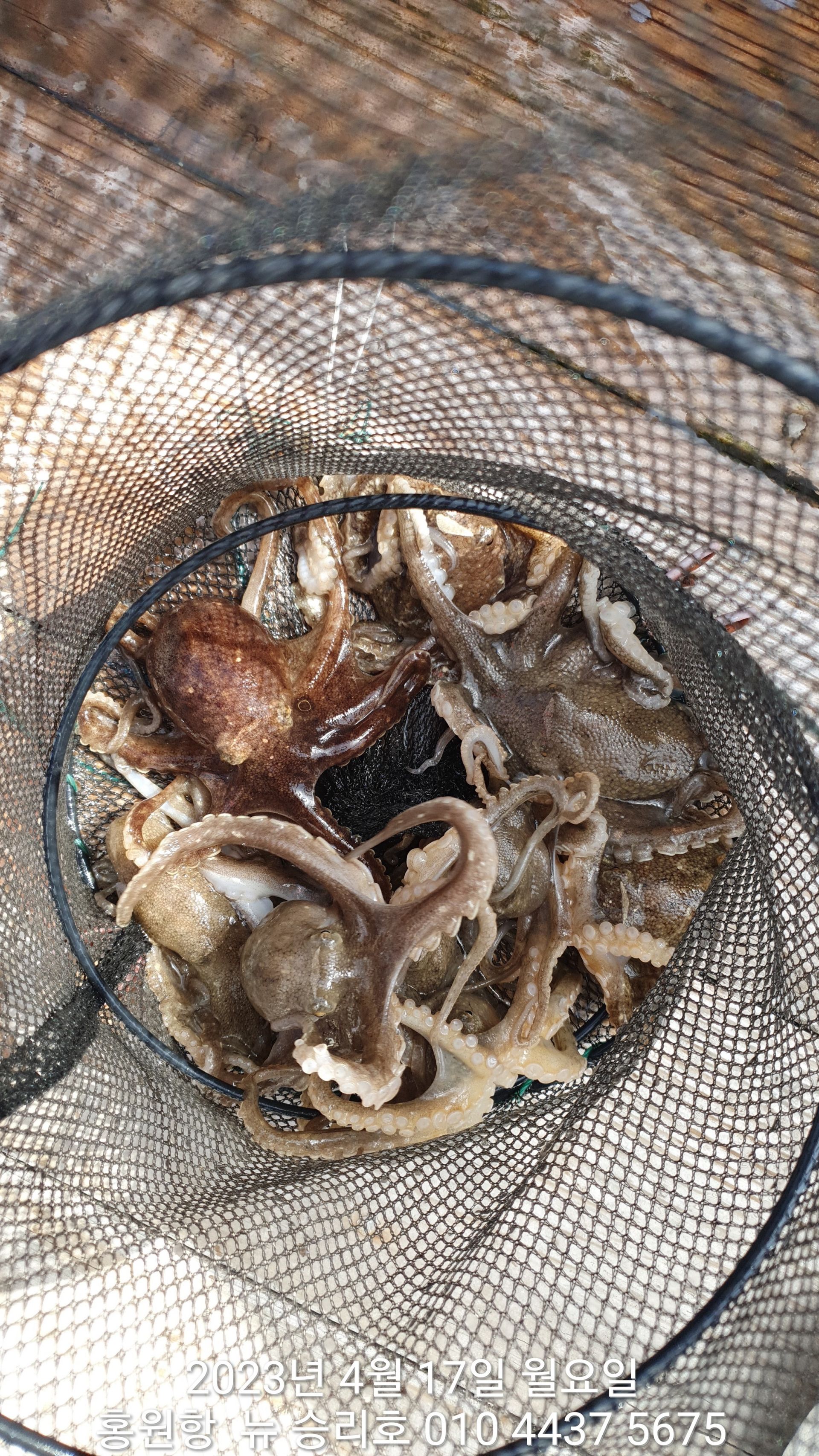 ***봄 왕 쭈꾸미*** 홍원항 요포선단 ^^위풍당당^^ 뉴~승리호 4월17일 통발 조황입니다!!