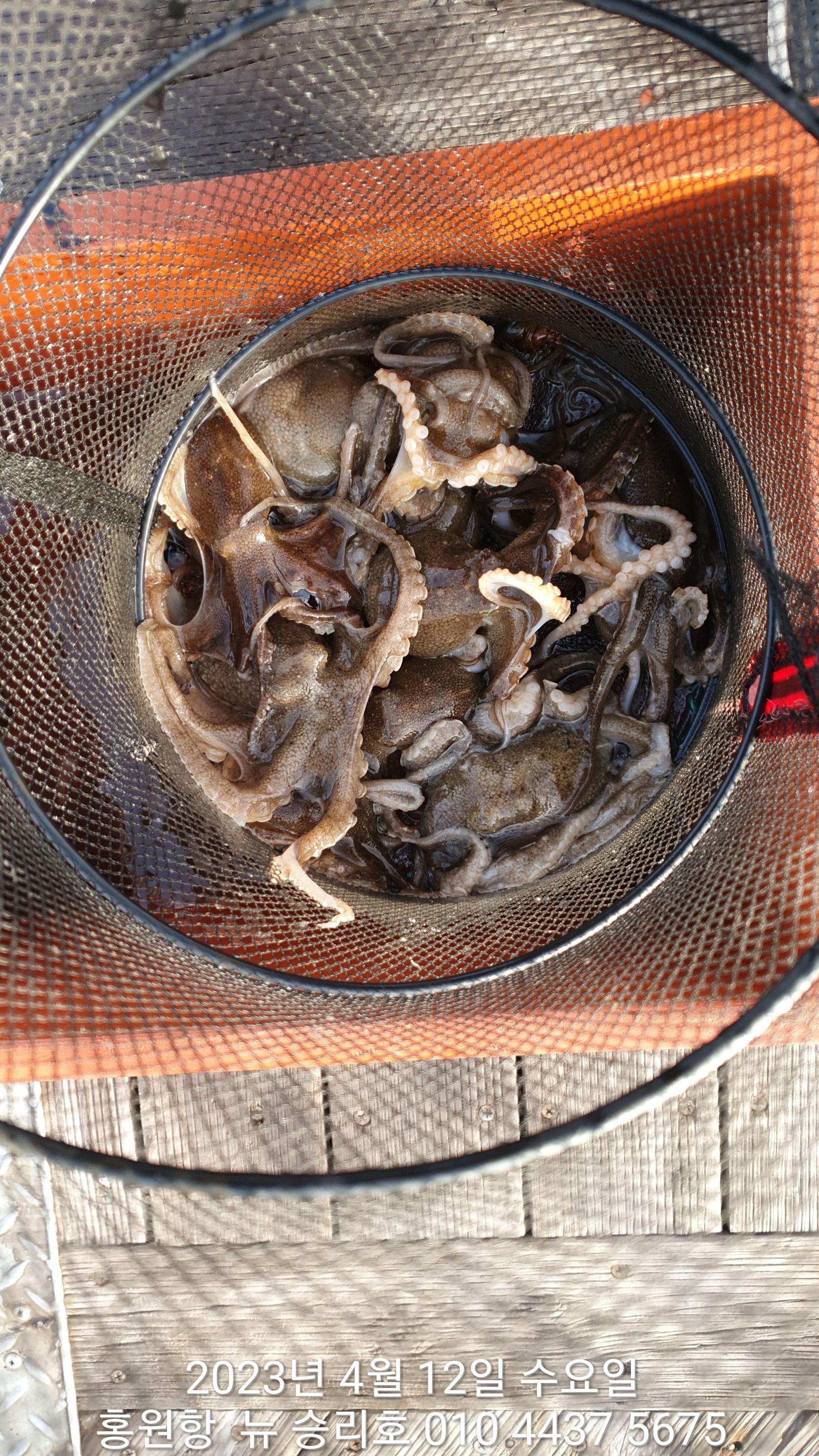 ***봄 왕쭈꾸미***홍원항 요포선단 ^^위풍당당^^ 뉴~승리호  4월12일 선장님 짬낚!!