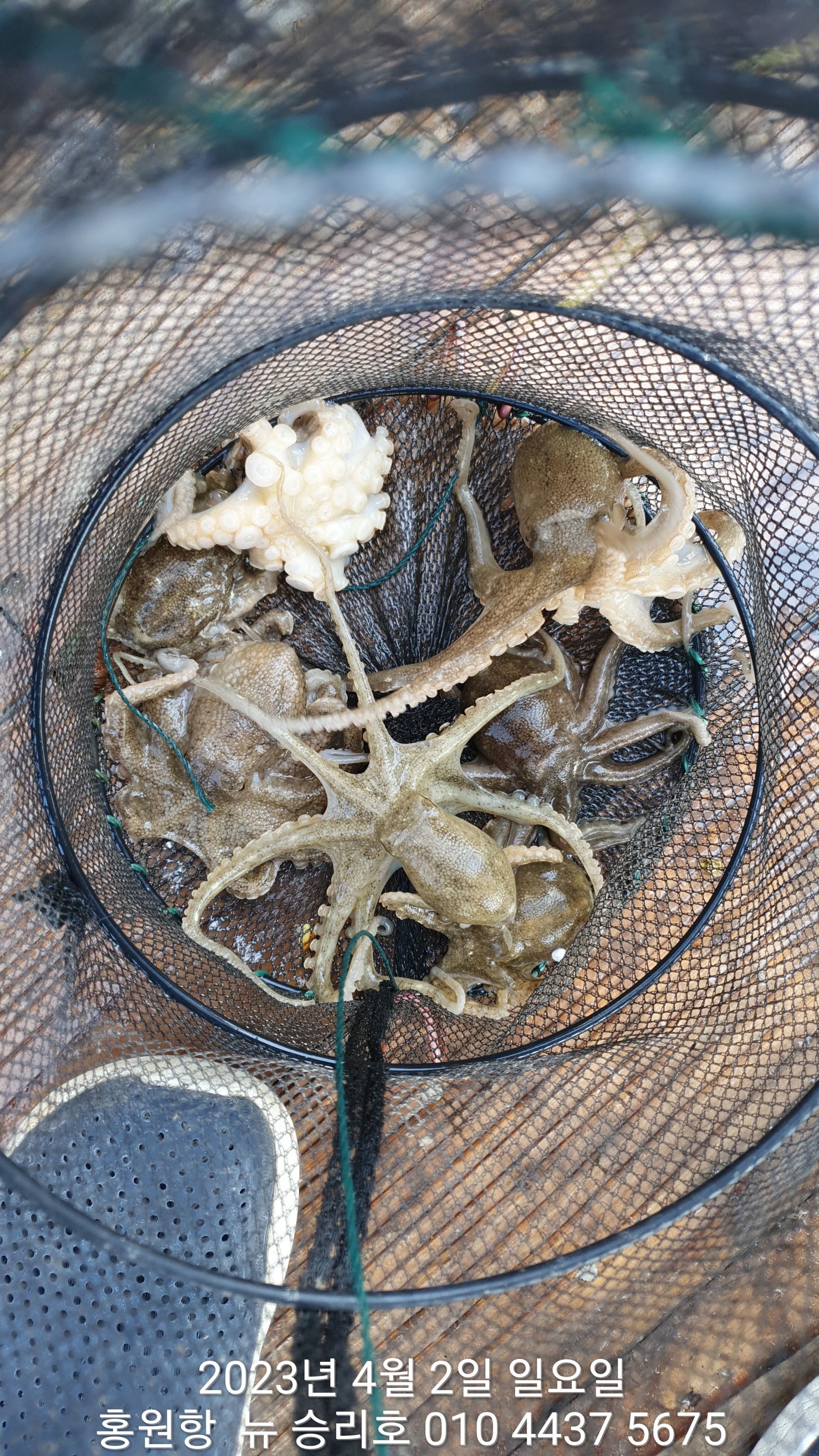 **봄 왕쭈꾸미** 4월2일 홍원항 요포선단 ^^위풍당당^^ 뉴~승리호 실시간 조황!!