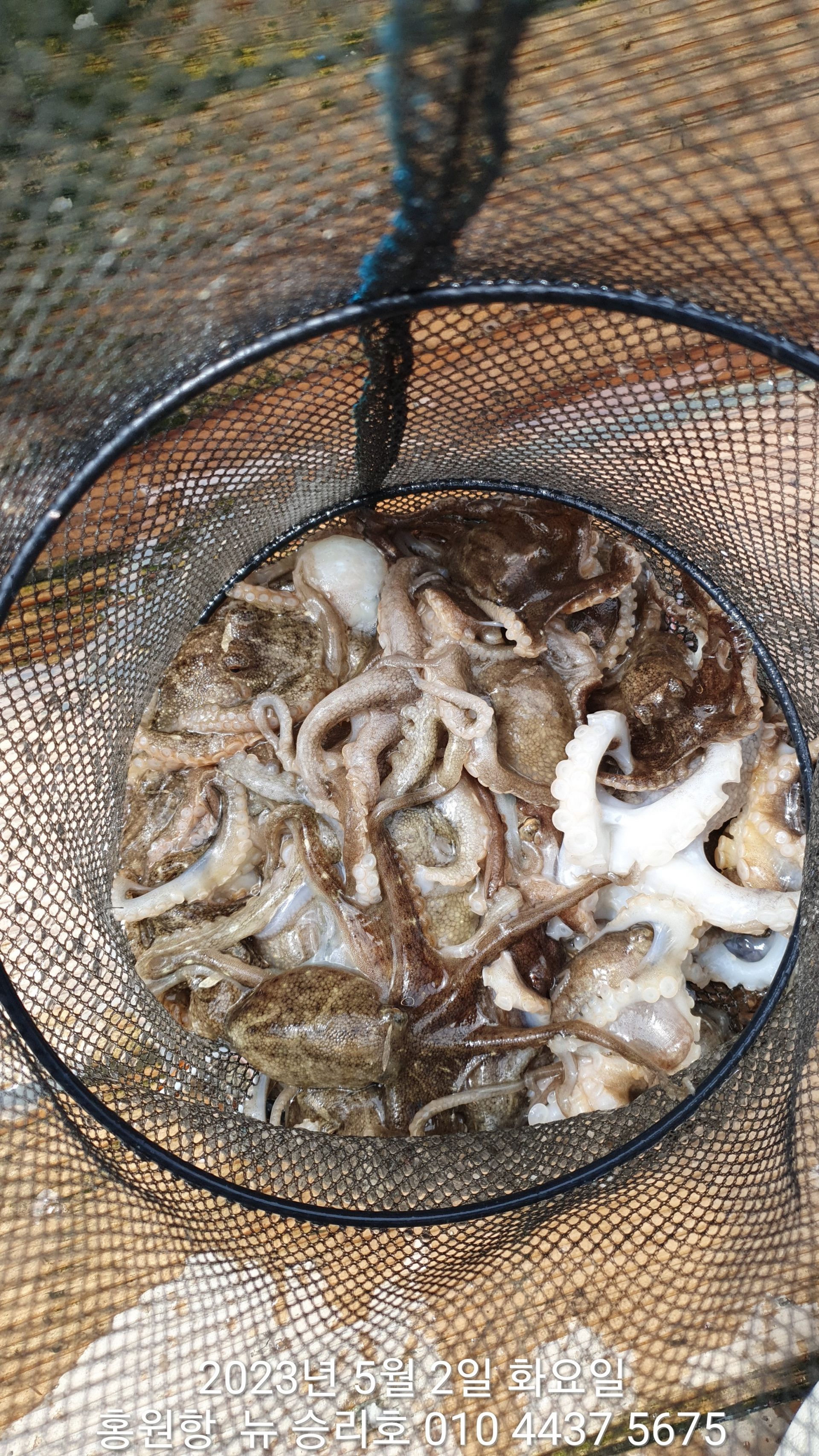 5월2일 홍원항 요포선단 ^^위풍당당^^  뉴~승리호 7분의 **봄 왕 쭈꾸미** 홧~팅~ 조황입니다!!