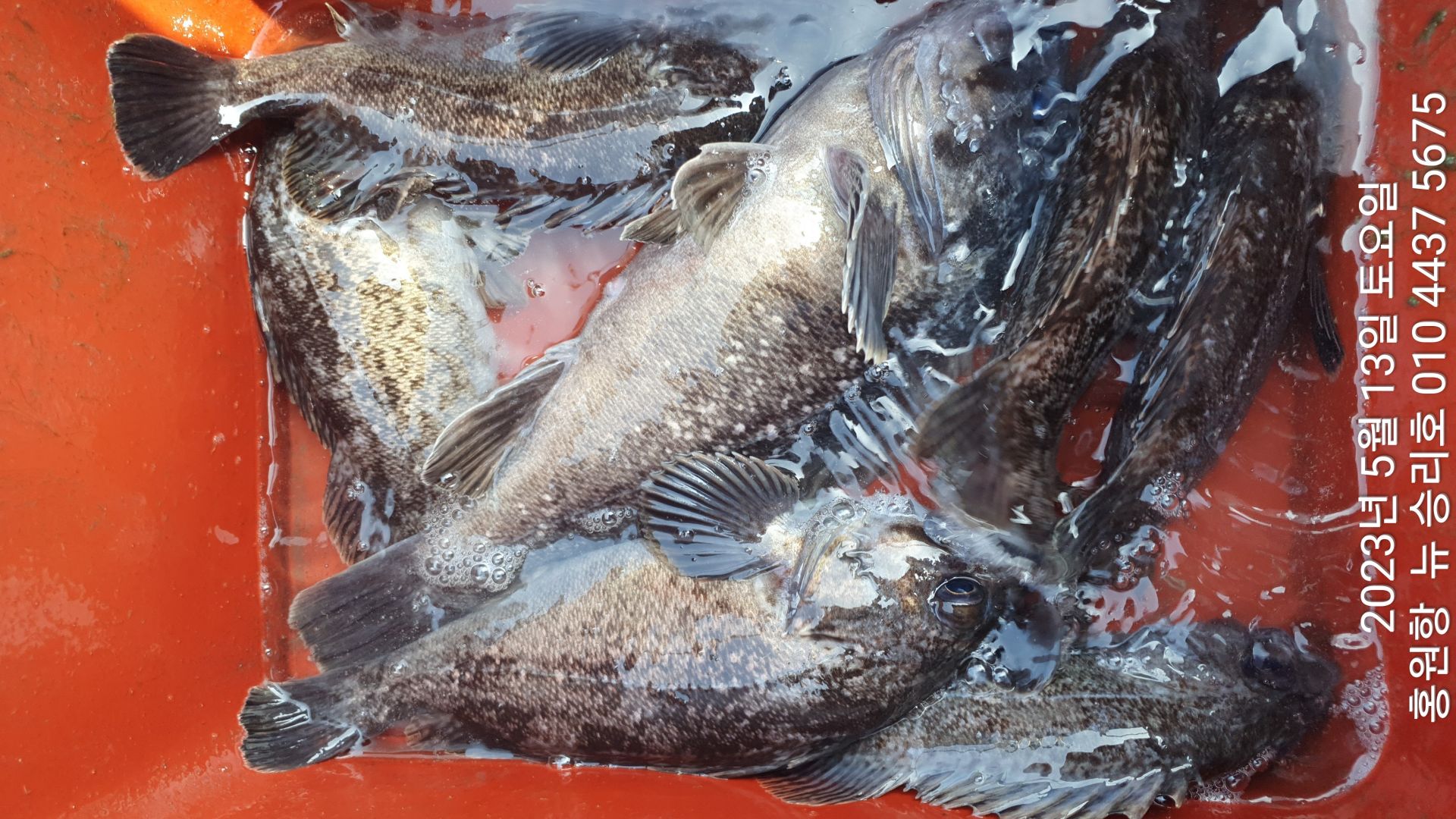 5월13일 홍원항  뉴~승리호 내일 출조를 위해 선장님 포인트 확인 2시간  조황입니다'!!