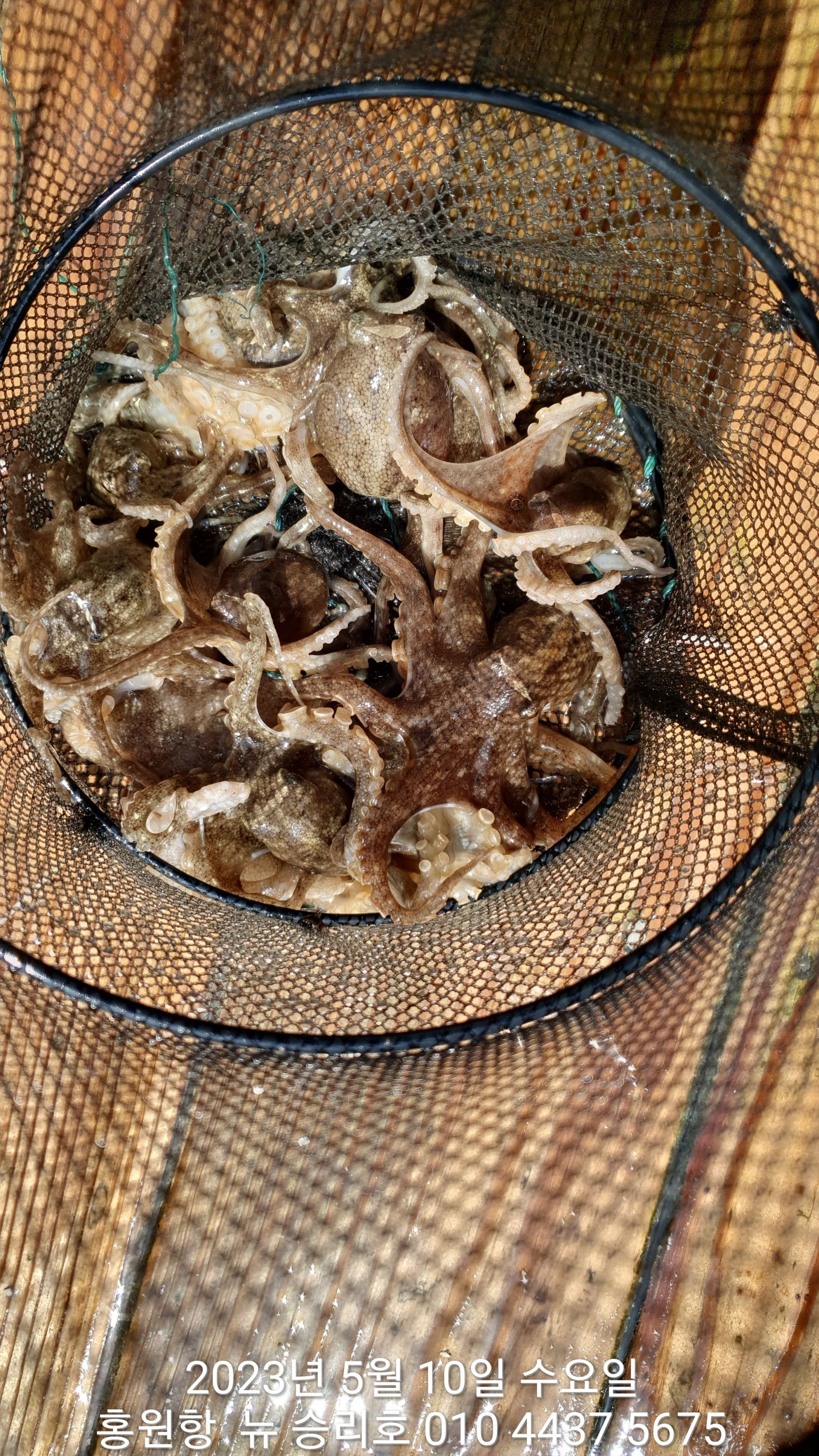 홍원항 요포선단 ^^위풍당당^^ 뉴~승리호 5월10일 6분의 홧~팅~하신  마지막 봄 쭈꾸미 조황입니다!!