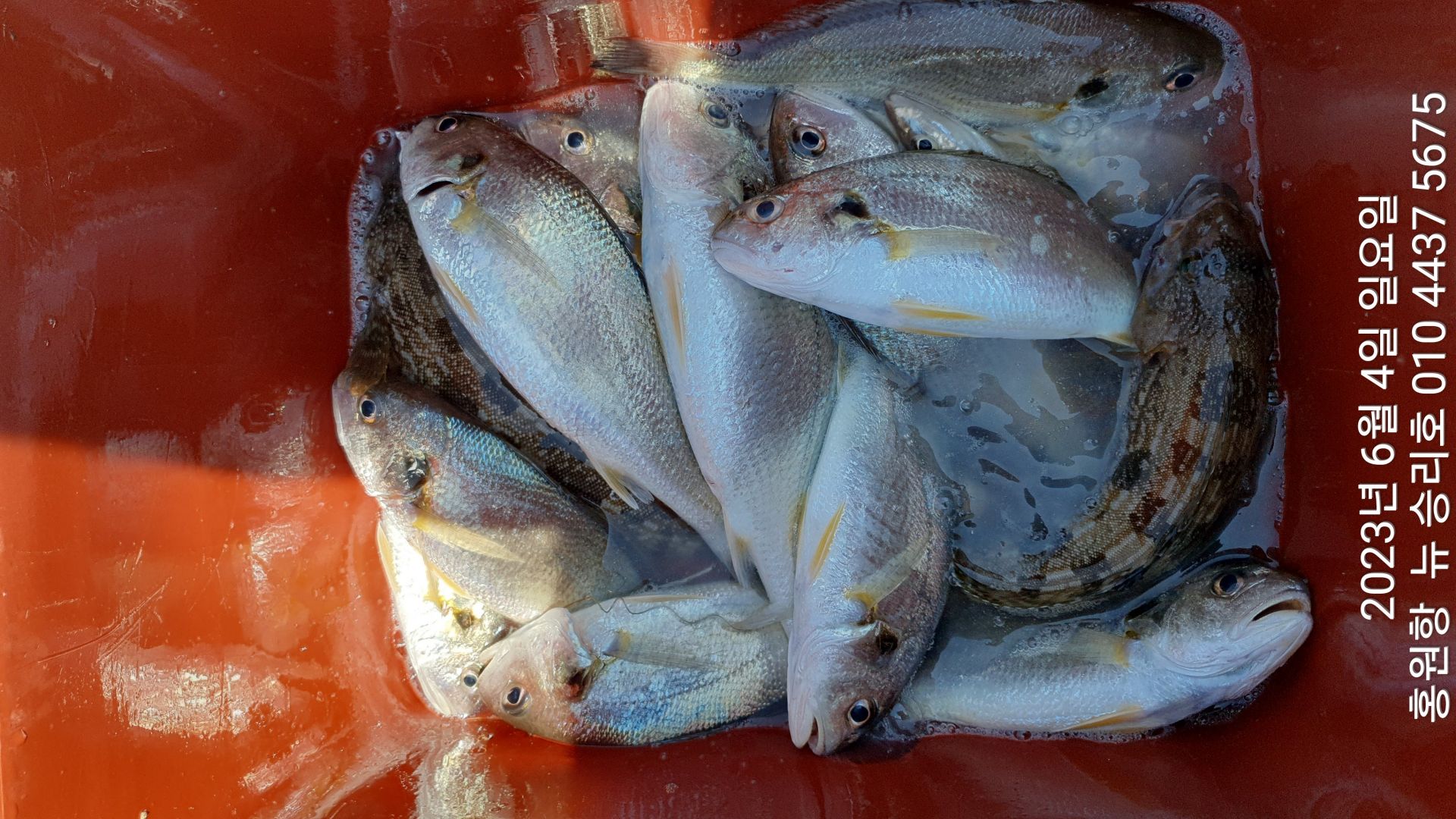 ~~긴급~~ 13일(화요일) **황금빛 부세&왕 백조기** 선비 활인 (5만원) 이벤트 출조 모집 합니다!!