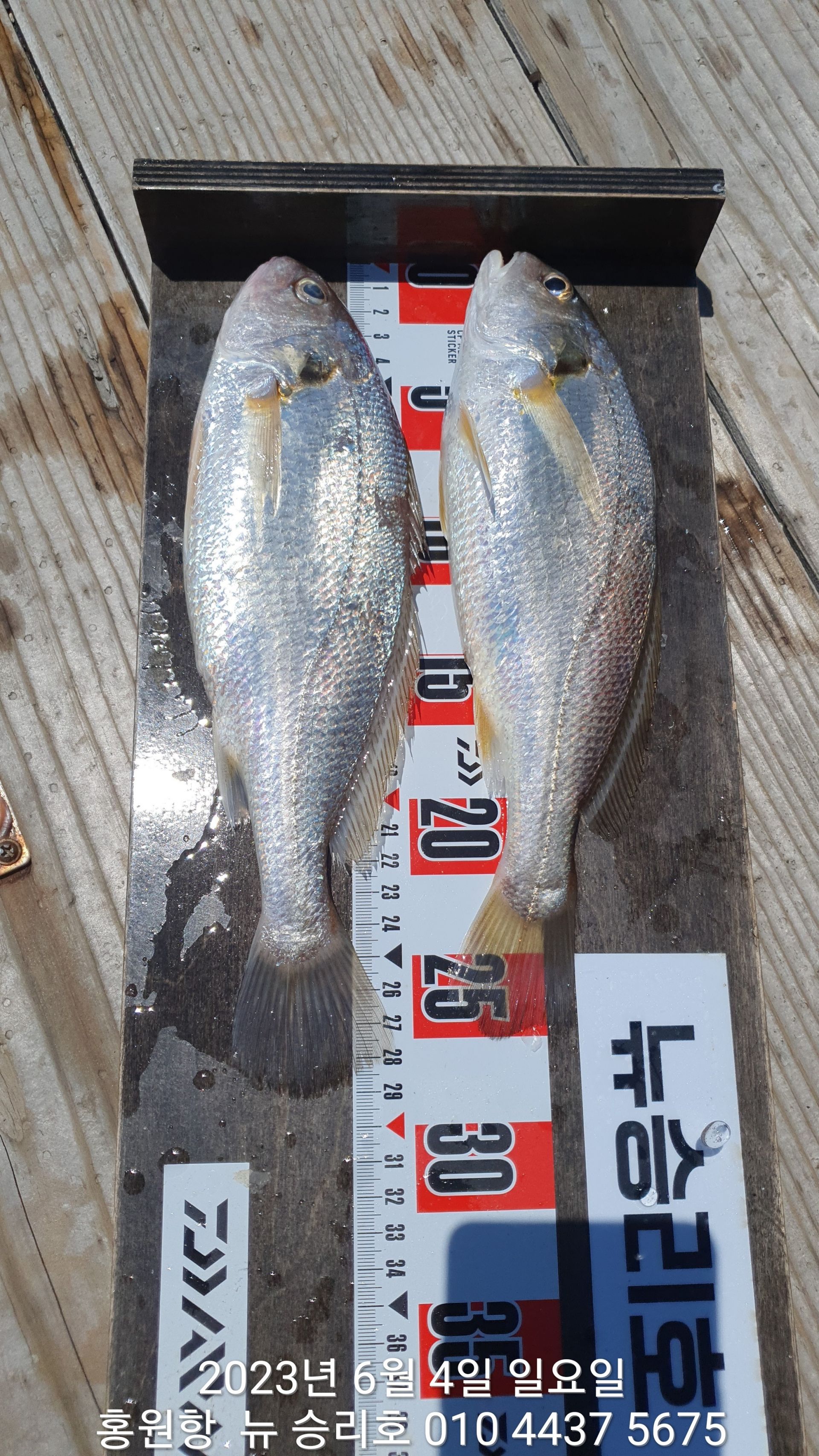 6월4일 홍원항 ^^위풍당당^^ 뉴~승리호 선장님 *왕 백조기* 2시간 짬낚시 조황!!
