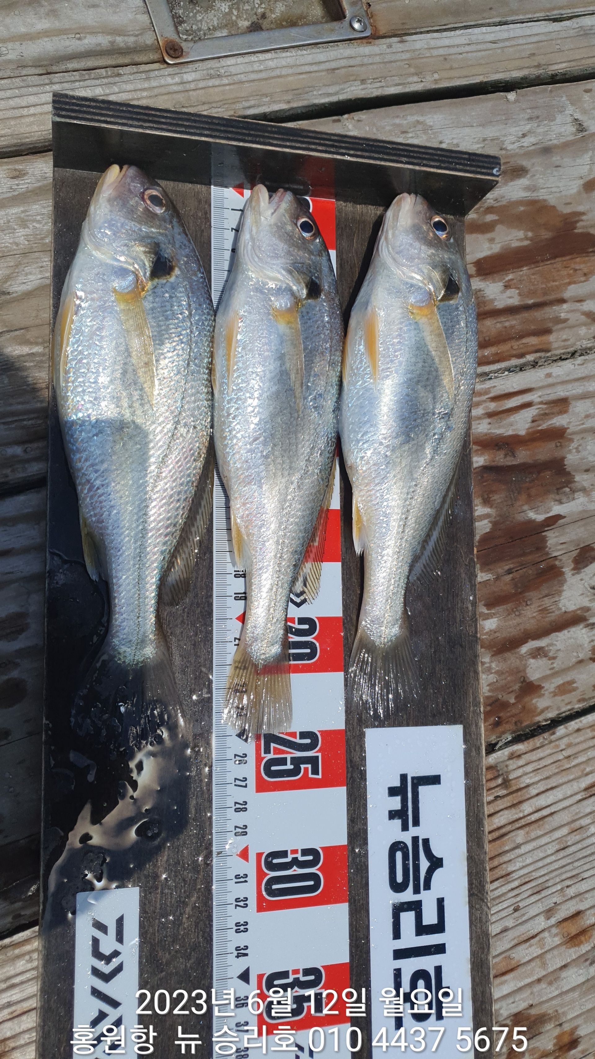 6월12일 홍원항 ^^위풍당당^^ 뉴~승리호  김선장님 내일(13일) 출조를 앞두고 포인트 확인 짬낚조황!!