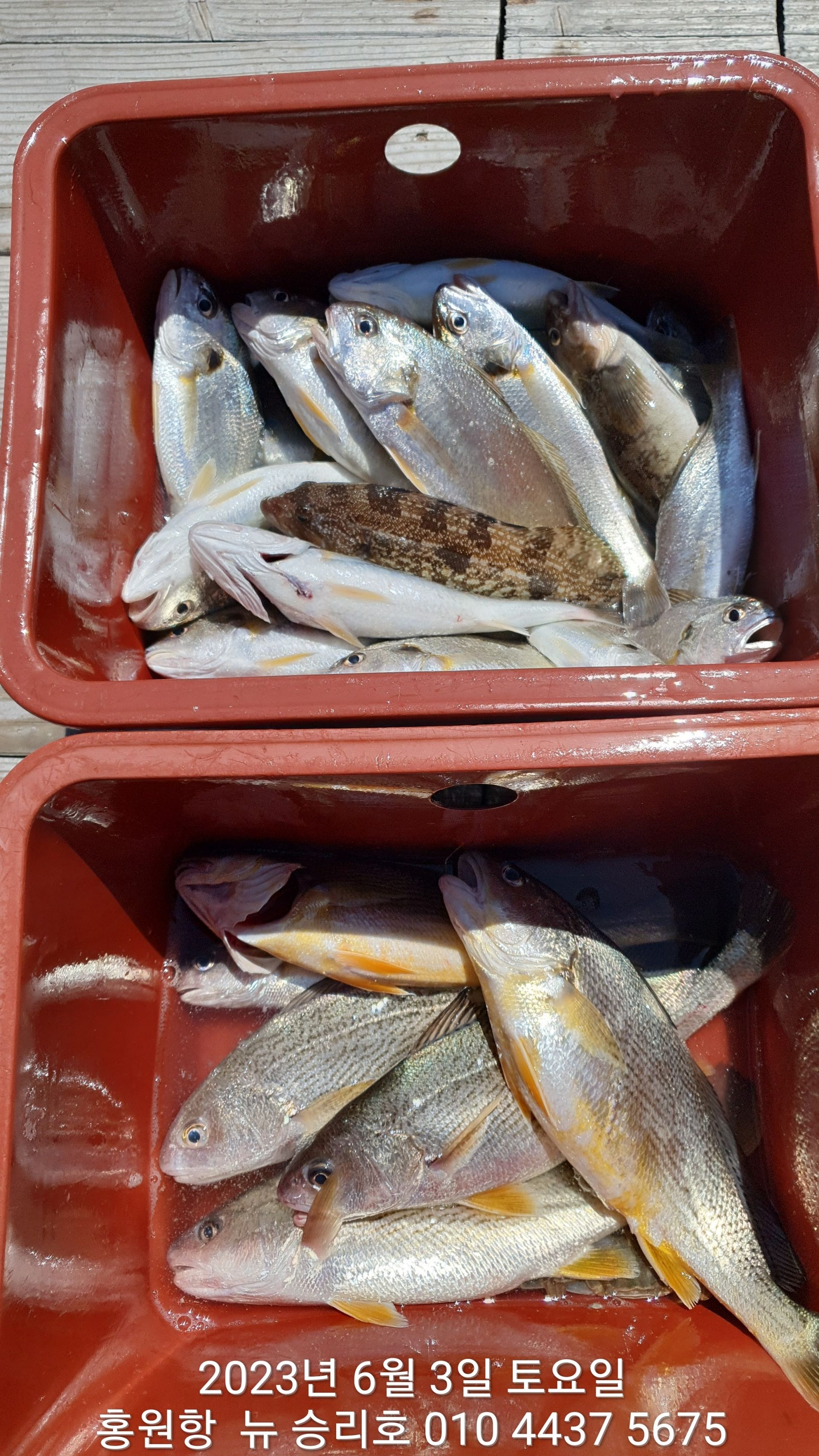 6월3일 홍원항 ^^위풍당당^^ 뉴~승리호 선장님 황금빛 부세&왕 백조기 탐사!!