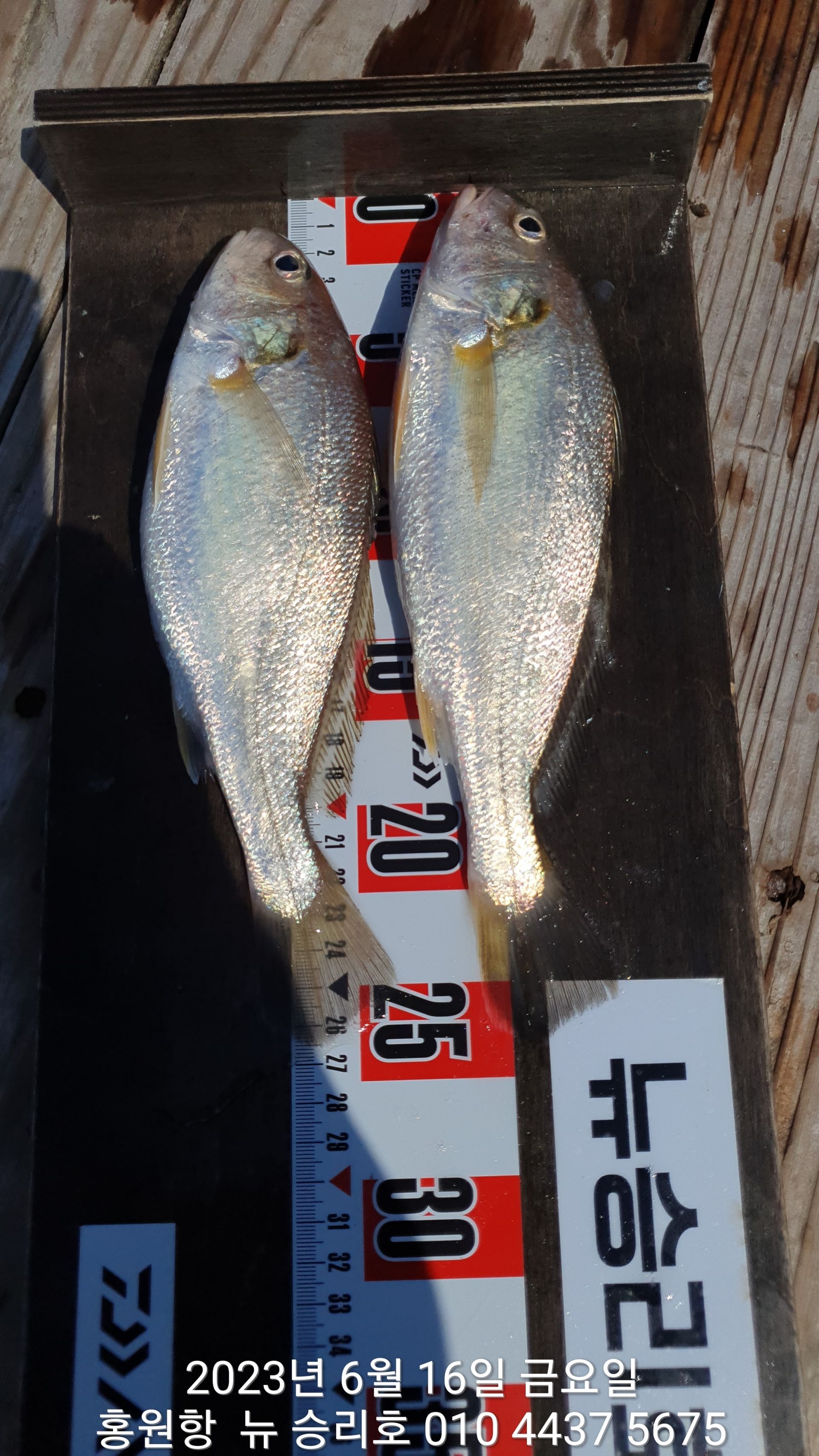 6월16일 홍원항 뉴~승리호 선비활인(5만원) & *왕~ 대박 시상 이벤트 출조전 선장님  짬낚 조황!!