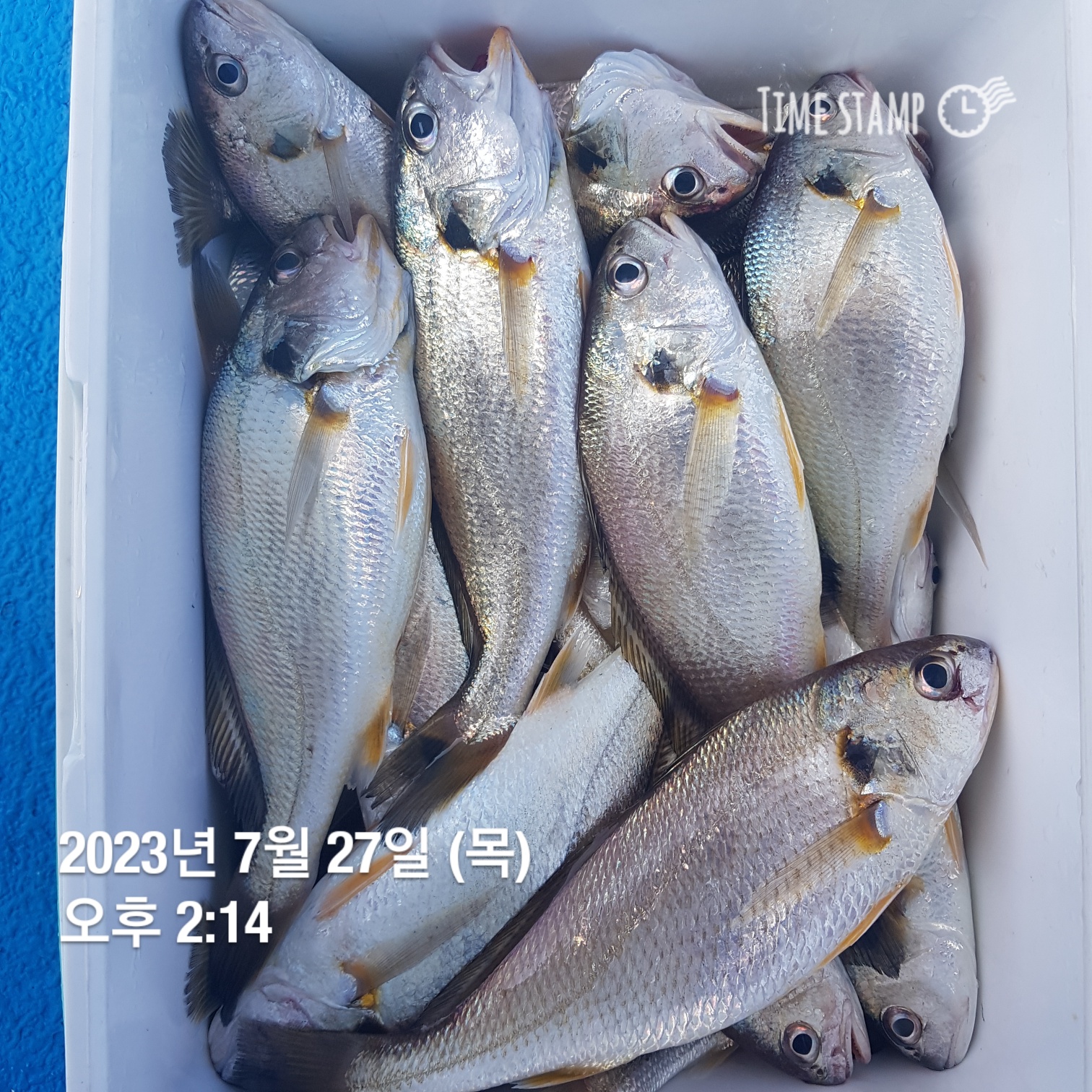 7월27일 홍원항 요포선단 ~제 1선단~ 장진호 *황금빛부세&대장백조기 선장님 조황!!