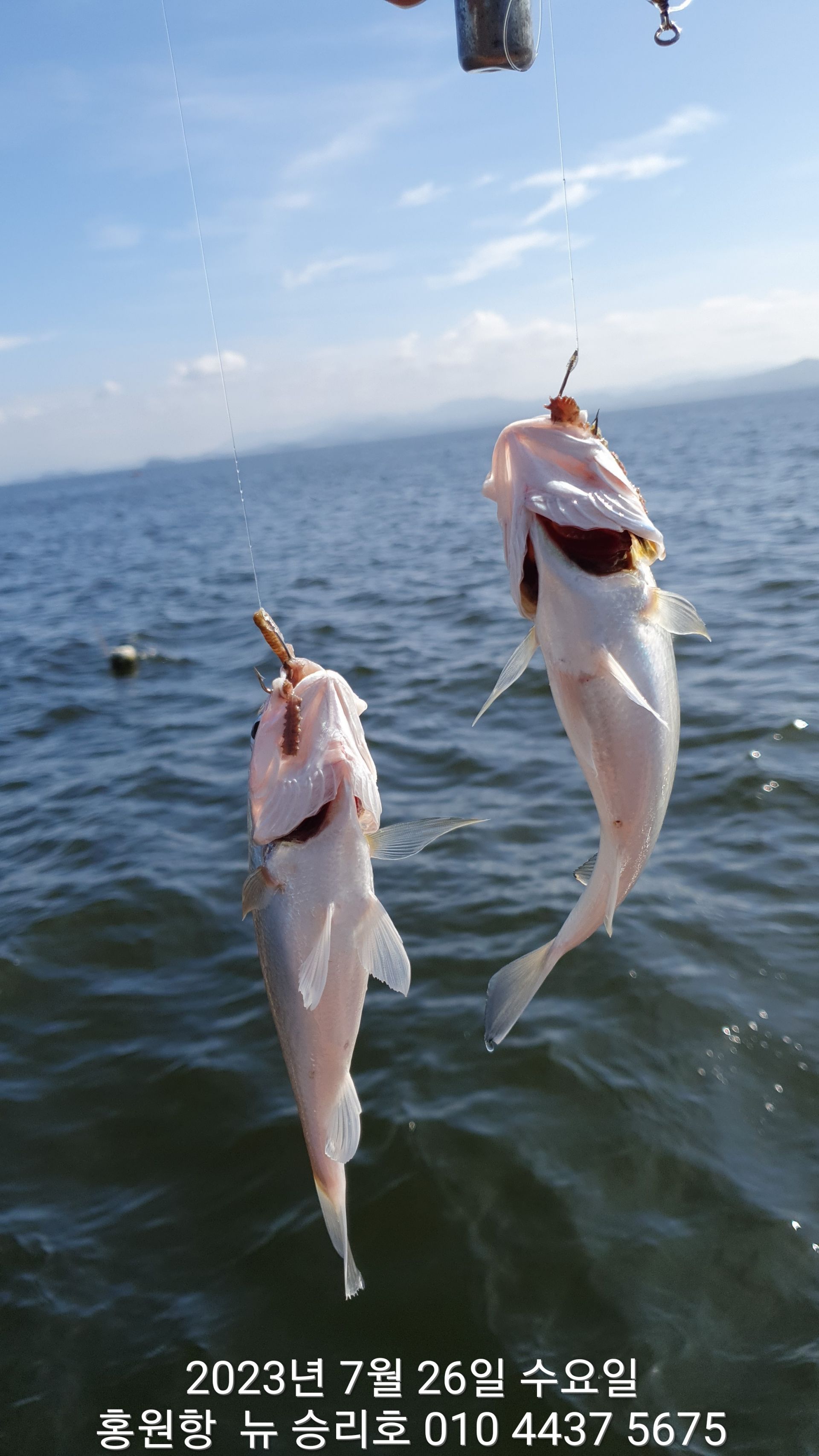 7월26일  ((매일/매일)) *왕~대박* 이벤트 시상 출조를 위한 뉴~승리호 선장님 퍼인트 확인 짬낚!!