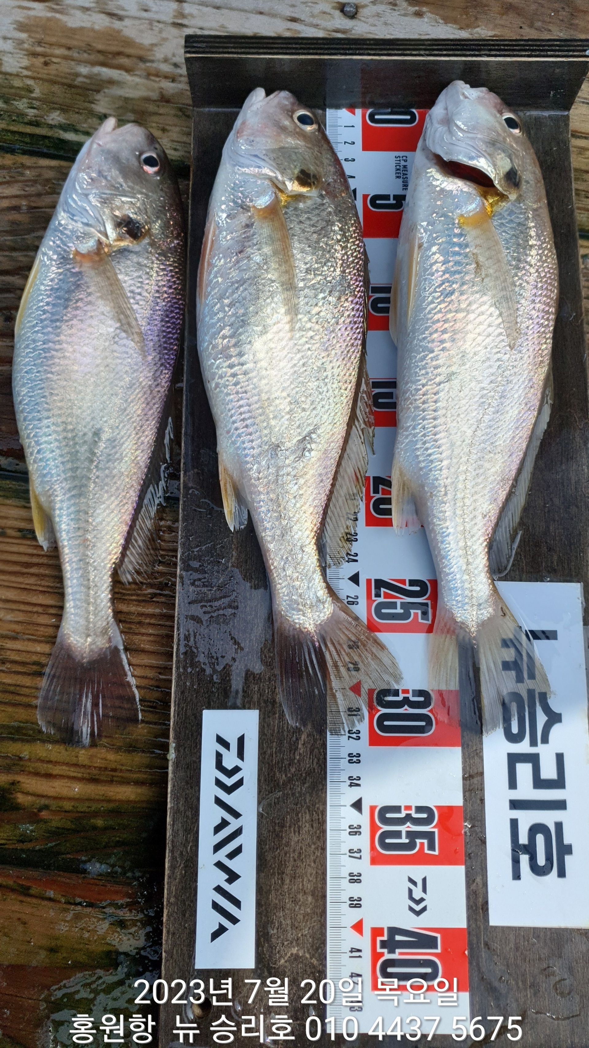 7/20  (매일/매일) **왕~대박** 이벤트출조  홍원항 ^^위풍당당^^ 뉴~승리호 선장님 짬낚 조황!!