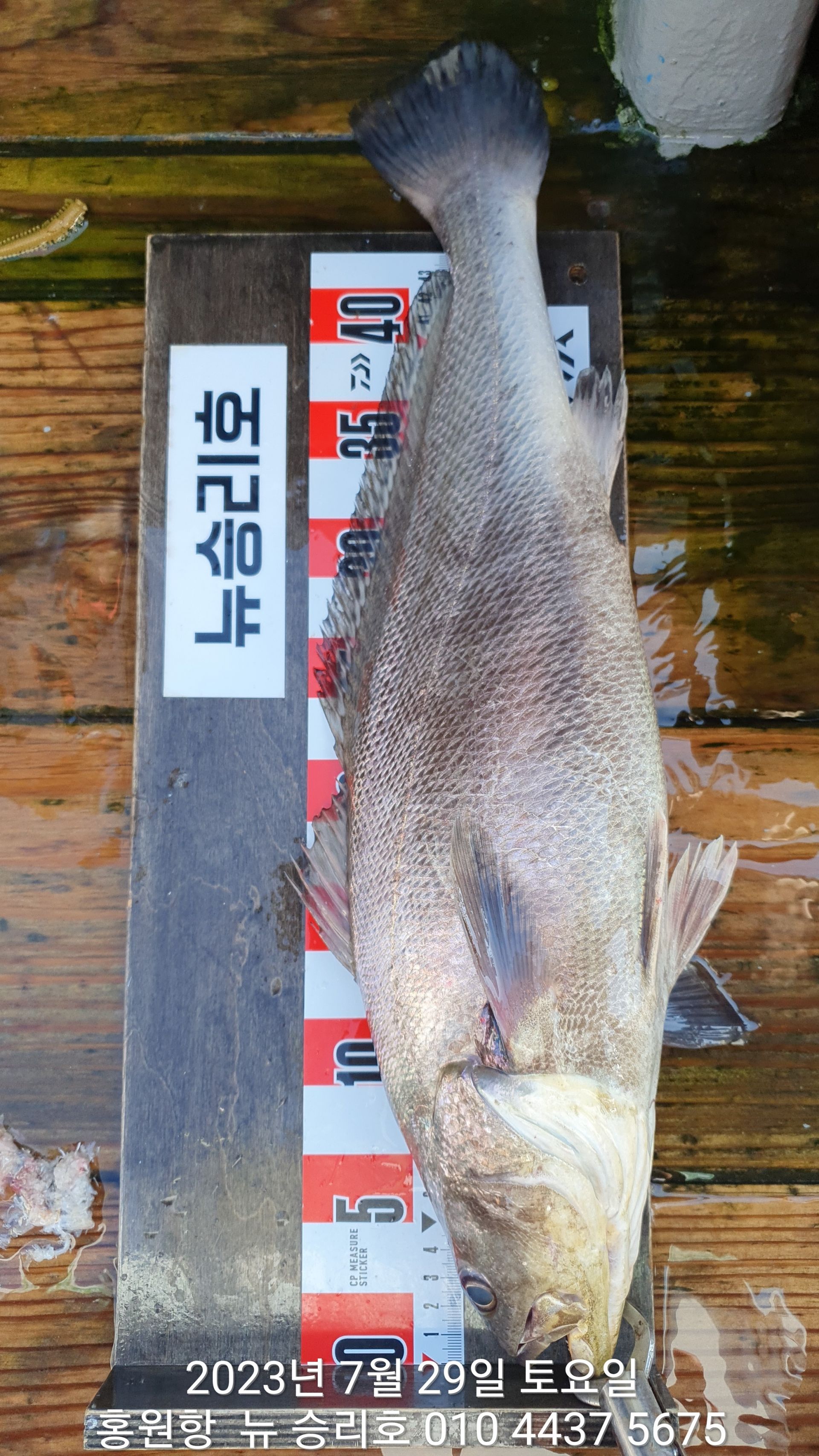 7월29일  홍원항 ^^위풍당당^^ 뉴~ 승리호   ***왕 민어*** 부세&백조기 아침 조황!!