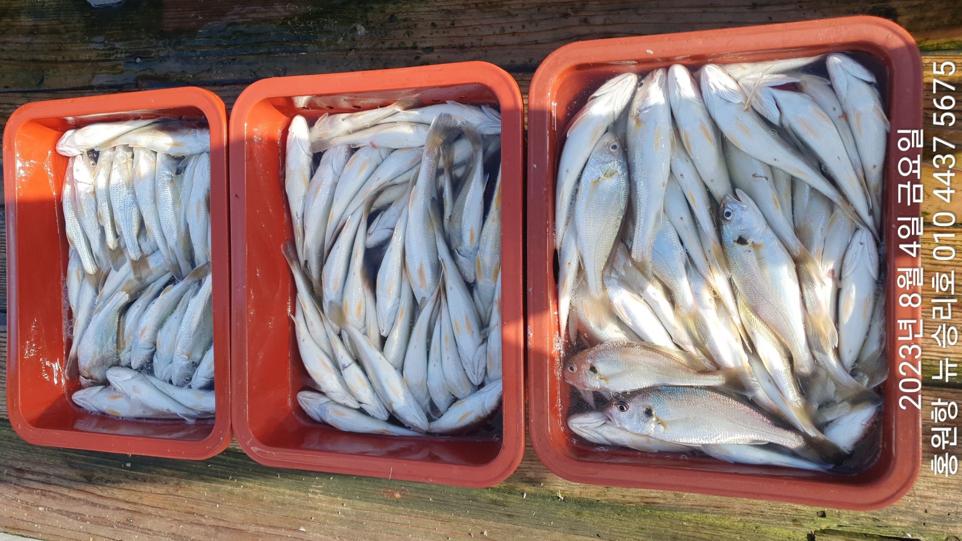 홍원항 요포선단 ^^위풍당당^^ 뉴~ 승리호 *황금빛 부세 & 왕 백조기 3분의 2시간 대박 조황!!