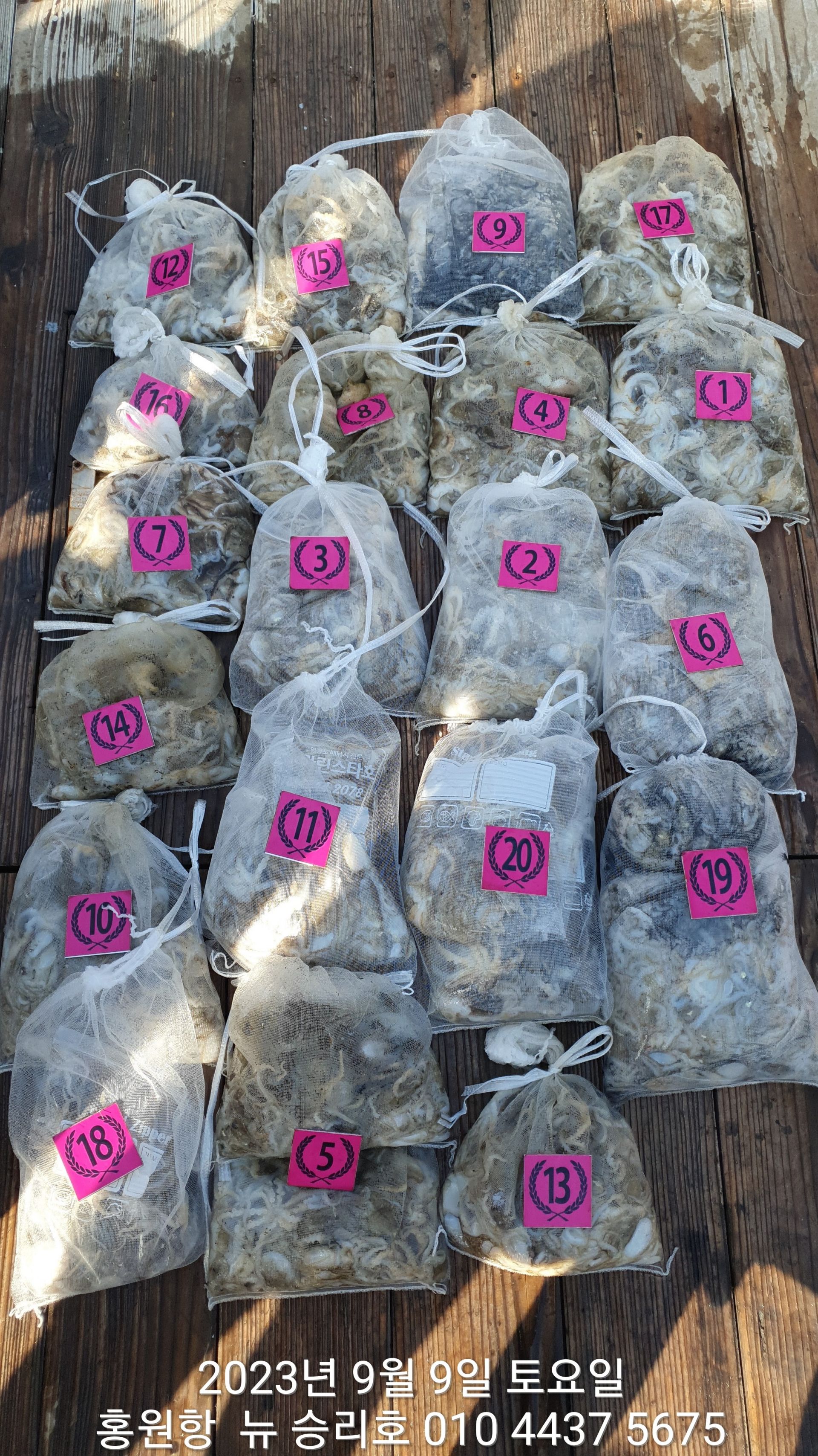 홍원항 요포선단 ^^위풍당당^^ ((뉴~승리호)) 9월9일 쭈꾸미&갑오징어 빵~빵~`한 망태기조황!!