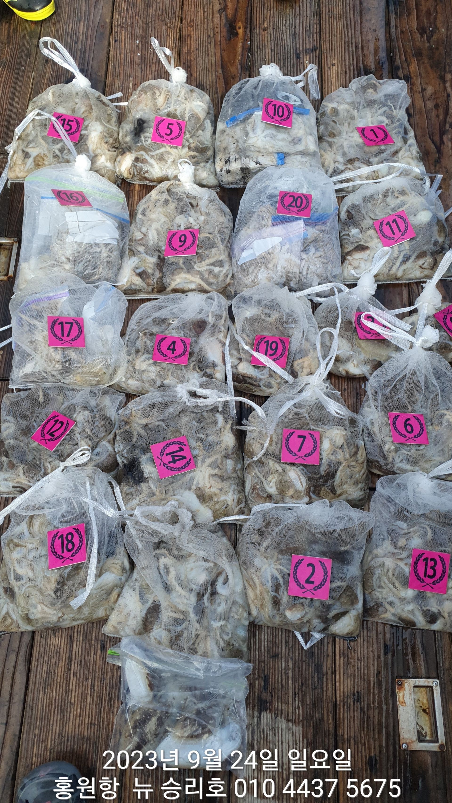 홍원항 ^^위풍당당^^ ((뉴~승리호)) 9/24 **갑오징어&쭈꾸미** 빵~빵~~한 망태기 조황입니다!!