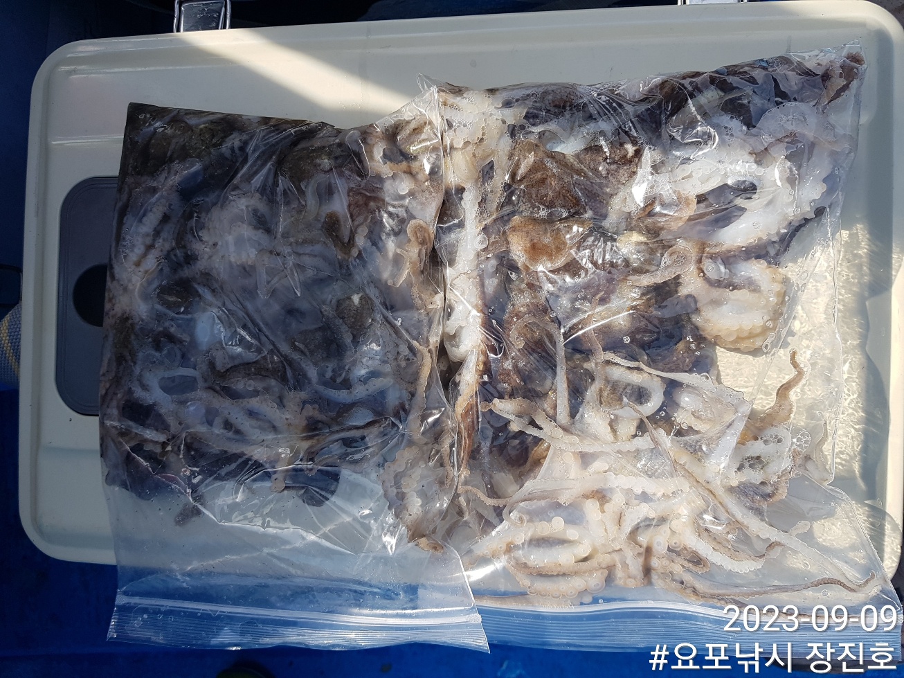 9월9일 홍원항 요포선단 ~제1선단~ ((장진호)) 김선장님 ~~쭈꾸미~~ 조황 입니다!!