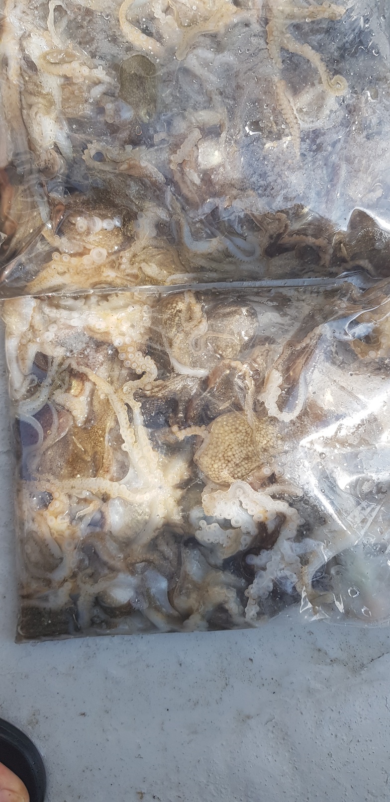 ((쭈꾸미)) 낚시의 원조 홍원항 요포선단 ~제1선단~ 장진호 9/1 선박 점검후 1시간 조황!!