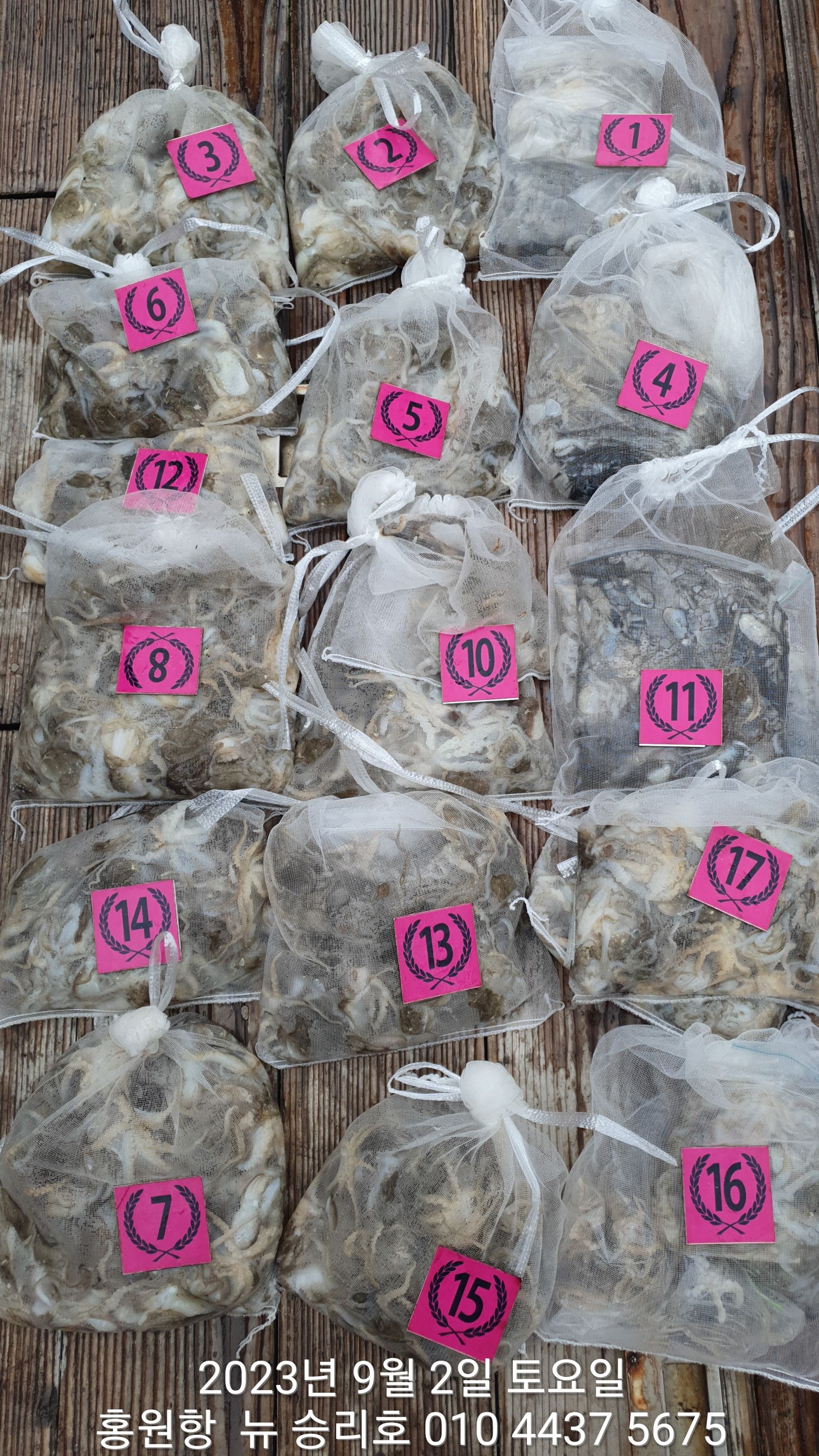 **쭈꾸미** (낚시의 원조 홍원항)  ^^위풍당당^^ 뉴~ 승리호 9/2 만~족~한  망태기 조황입니다!!