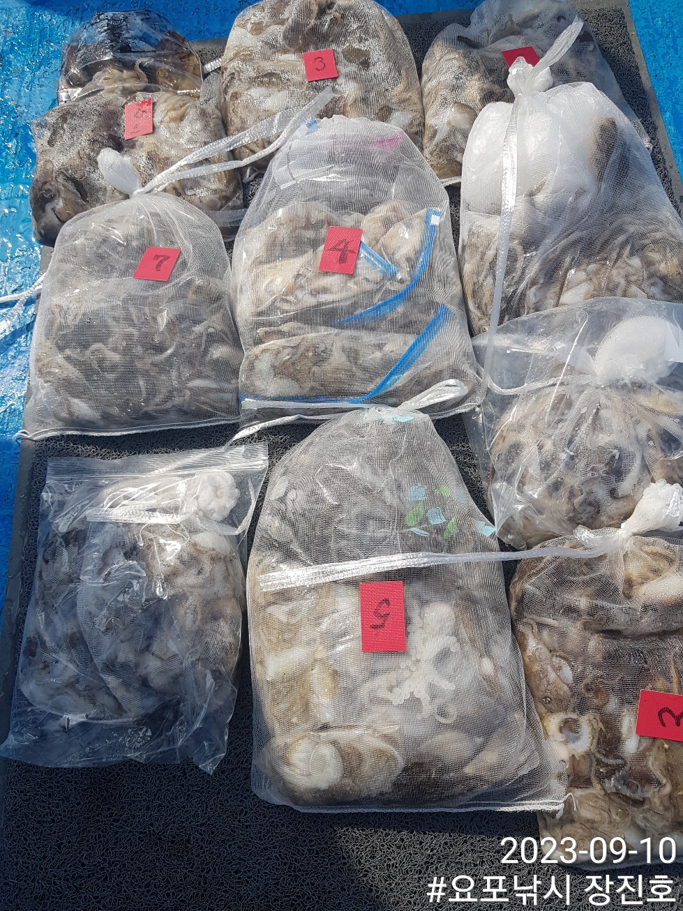 9월10일 홍원항 요포선단 ~제1선단~ ((장진호)) 충~분~~한 쭈꾸미 망태기 조황입니다!!