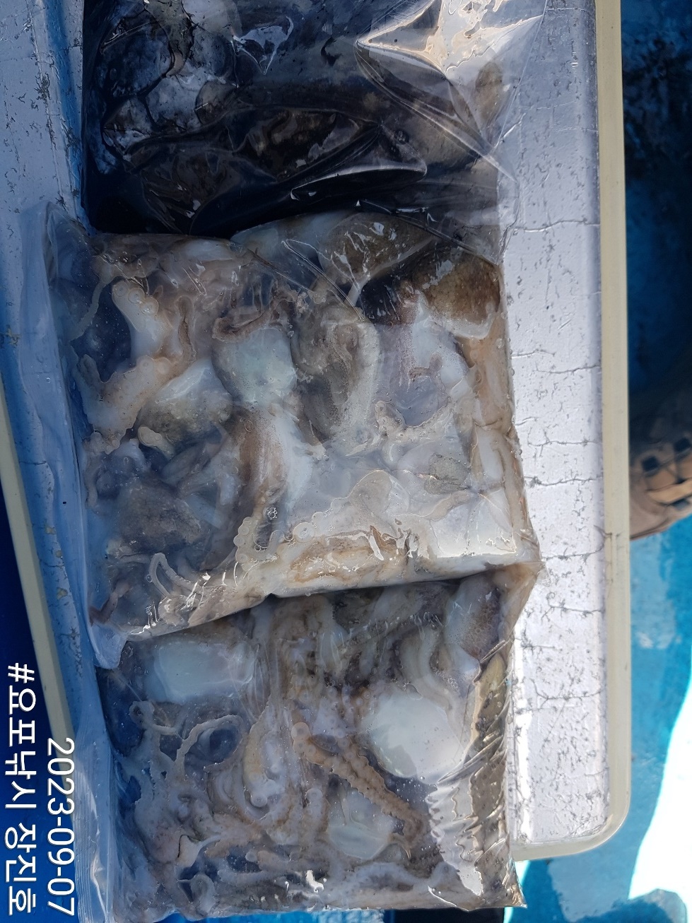 9월7일 홍원항 요포선단 ~제1선단~ 장진호 ((쭈꾸미&갑오징어)) 풍~성~~한 조황!!