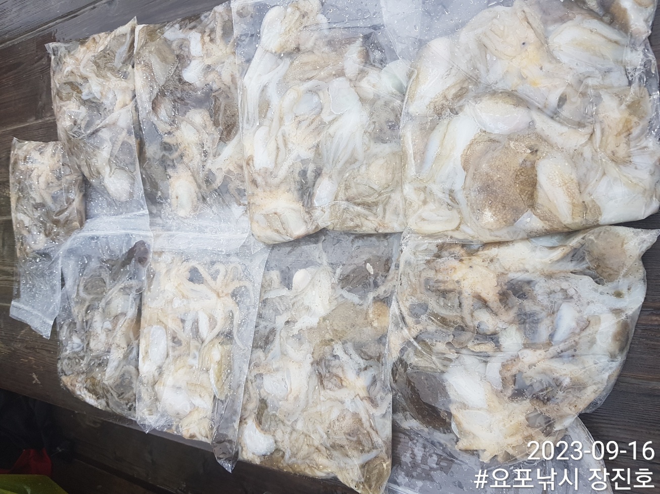 9월16일 홍원항 요포선단 ~제1선단~ ((장진호)) 우천속 *** 쭈꾸미 *** 조황입니다!!