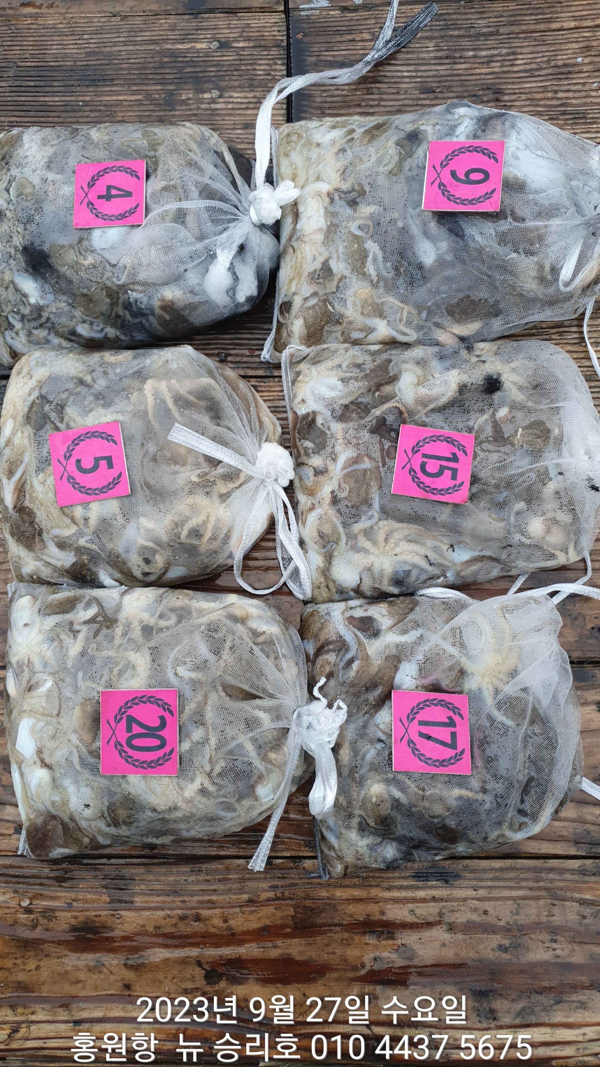 홍원항 ^^위풍당당^^ ((뉴~ 승리호)) 9월27일 6분 조사님 터질듯 빵~빵~한 망태기조황!!