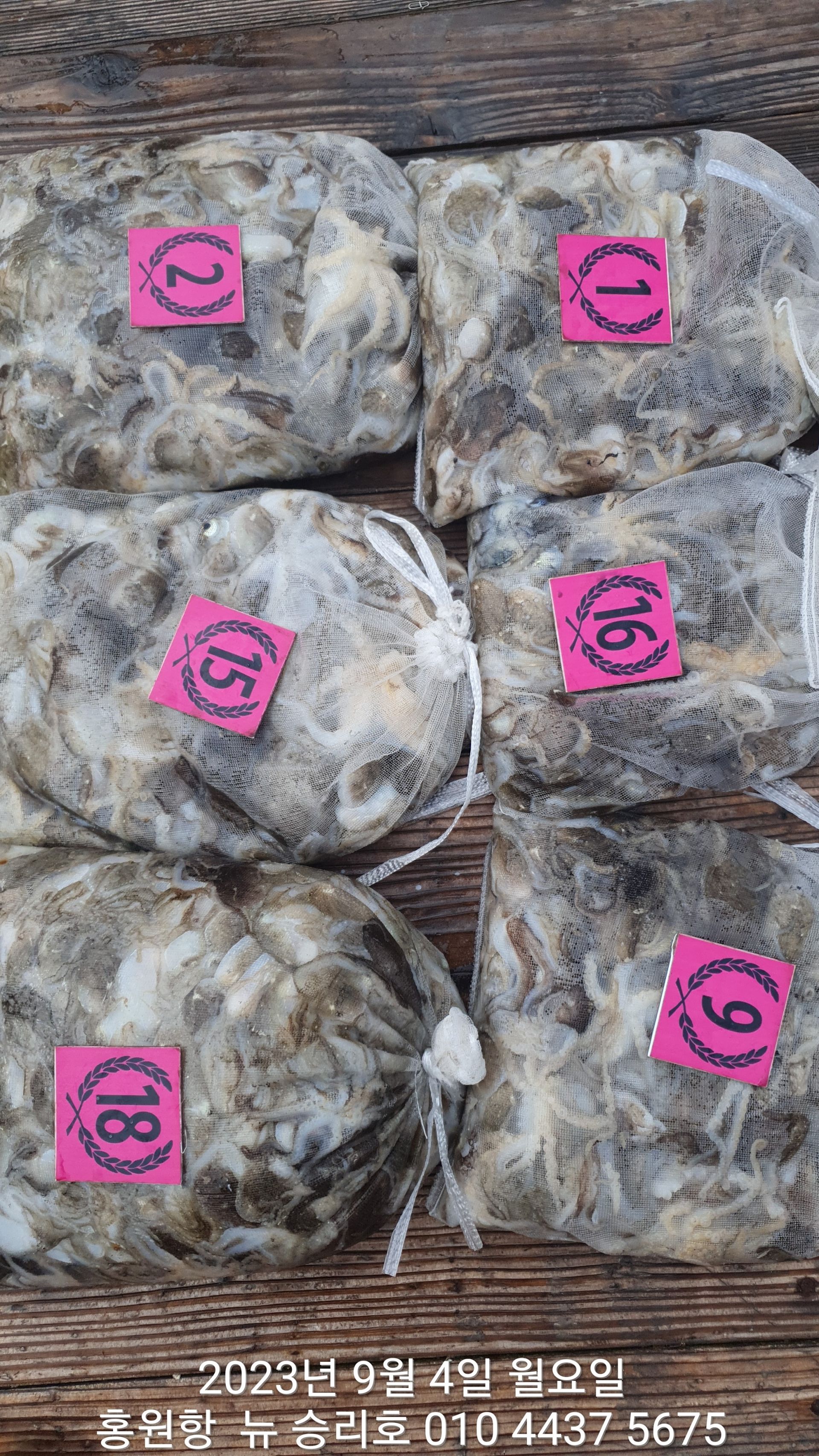 9/4 홍원항 요포선단 ^^위풍당당^^ ((뉴~ 승리호)) ~~~쭈꾸미~~~ 7분의 망태기 조황!!