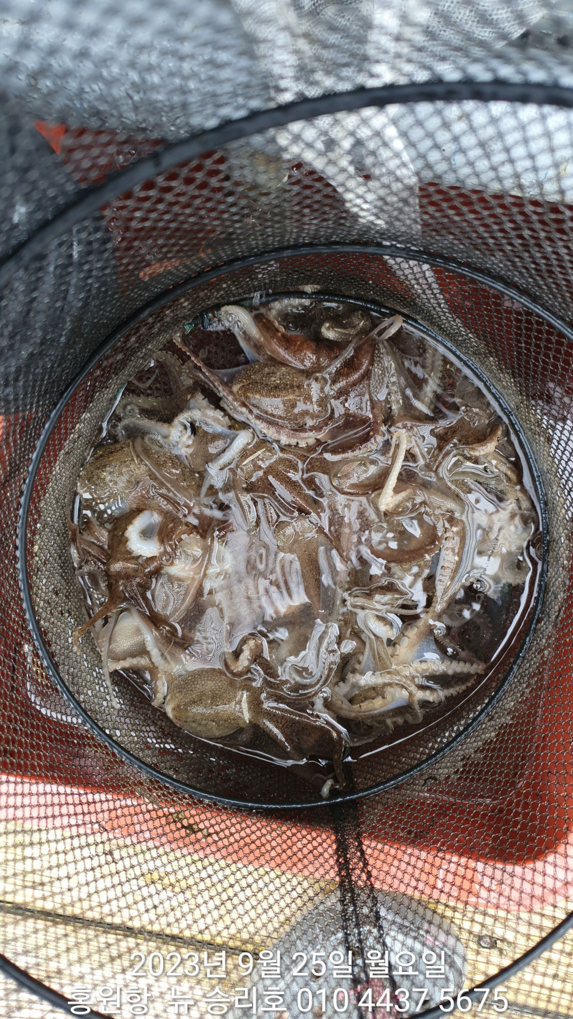 홍원항 ^^위풍당당^^ ((뉴~승리호)) 9/25 *갑오징어%쭈꾸미* 아침 조황입니다!!