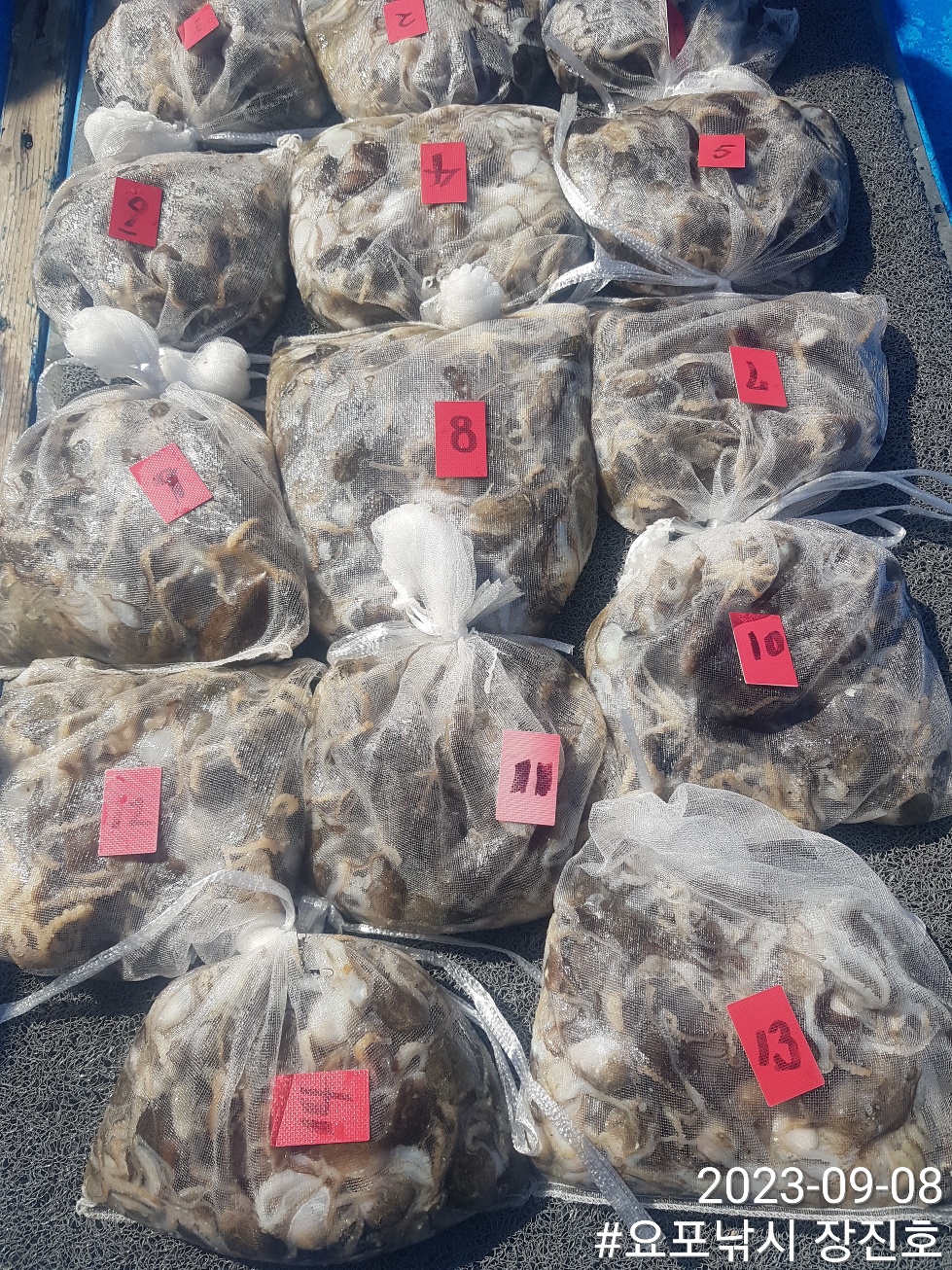 9월8일 홍원항 요포선단~제1선단~ 장진호~ 김선장님 흡~족~~한 쭈꾸미 망태기 조황!!