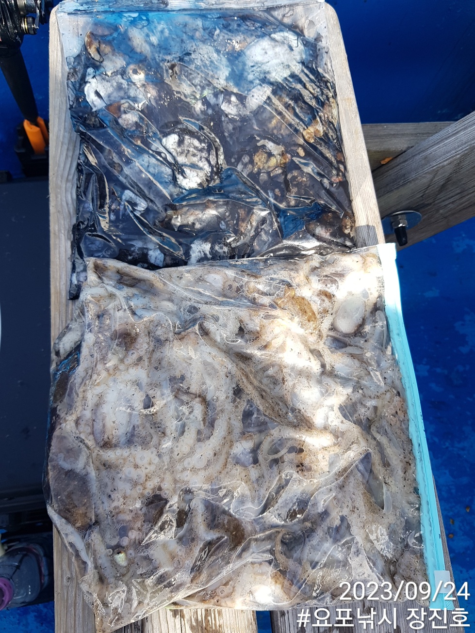 홍원항 요포선단 ~제1선단~ ((장진호)) 9월24일 갑오징어&쭈꾸미 1인 (2 망태기) 조황입니다!!