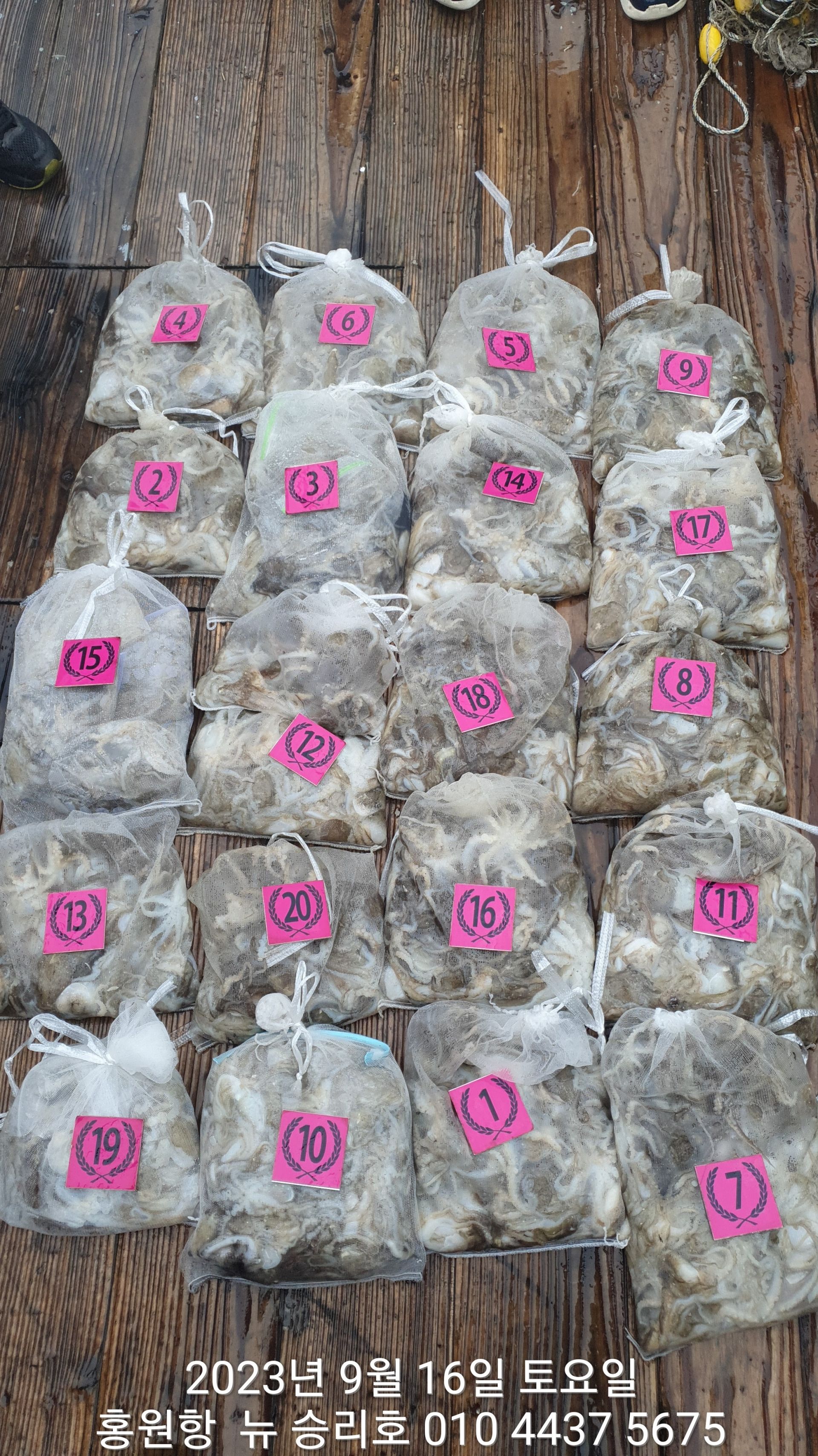 홍원항 ^^위풍당당^^ ((뉴~승리호)) 9월16일 (전원) 빵~빵~~한 쭈꾸미 망태기 조황!!