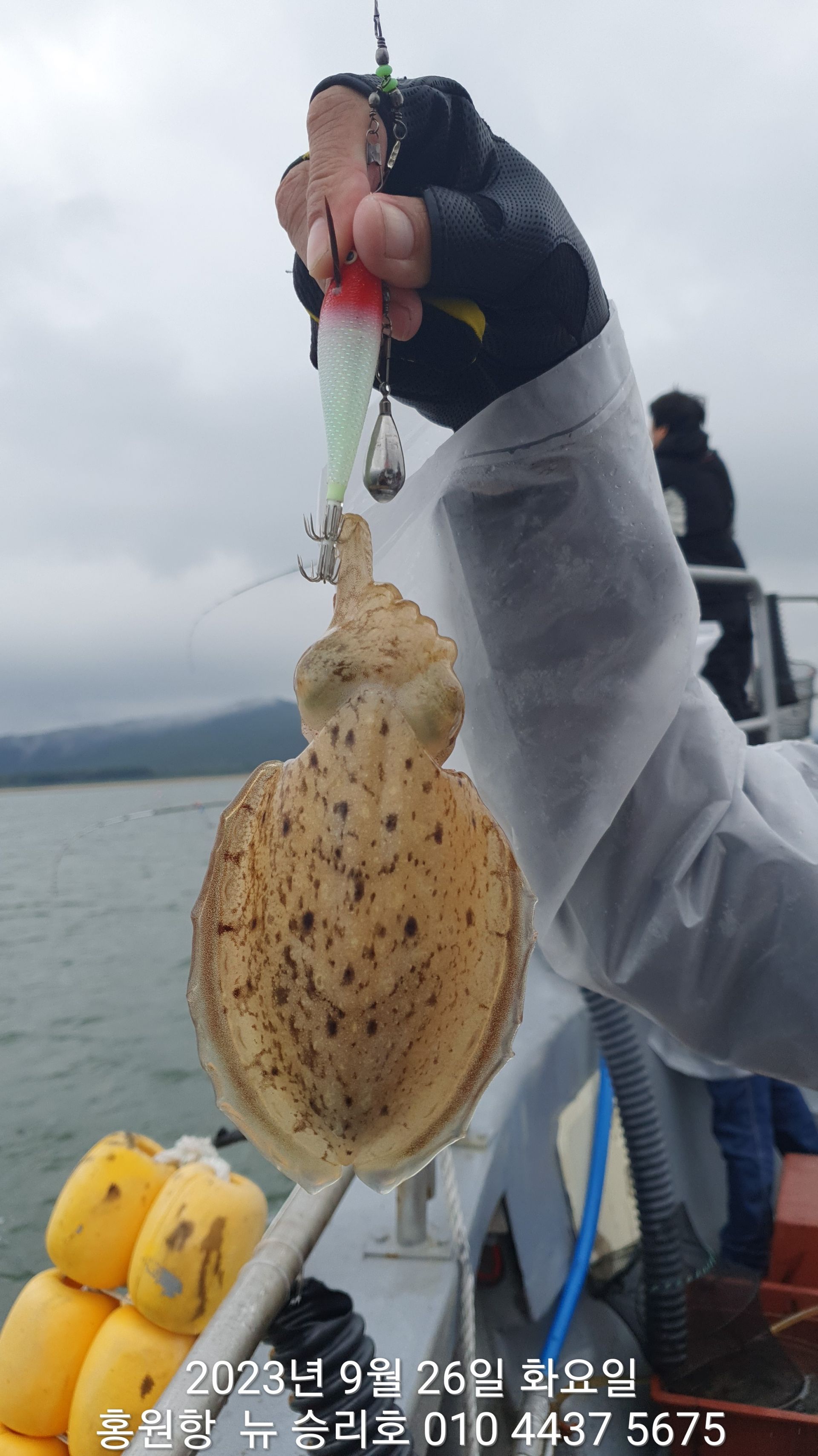 9월26일 (아침) 홍원항 ^^위풍당당^^ ((뉴~승리호)) **갑오징어&쭈꾸미** 우천속 조황 입니다!!