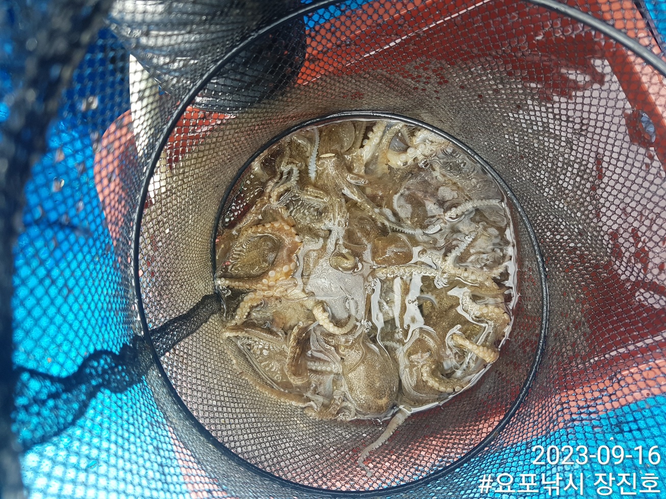 홍원항 요포선단~제1선단 ((장진호)) 9월16일 우천속에서도 홧~팅~~ 실시간 조황!!