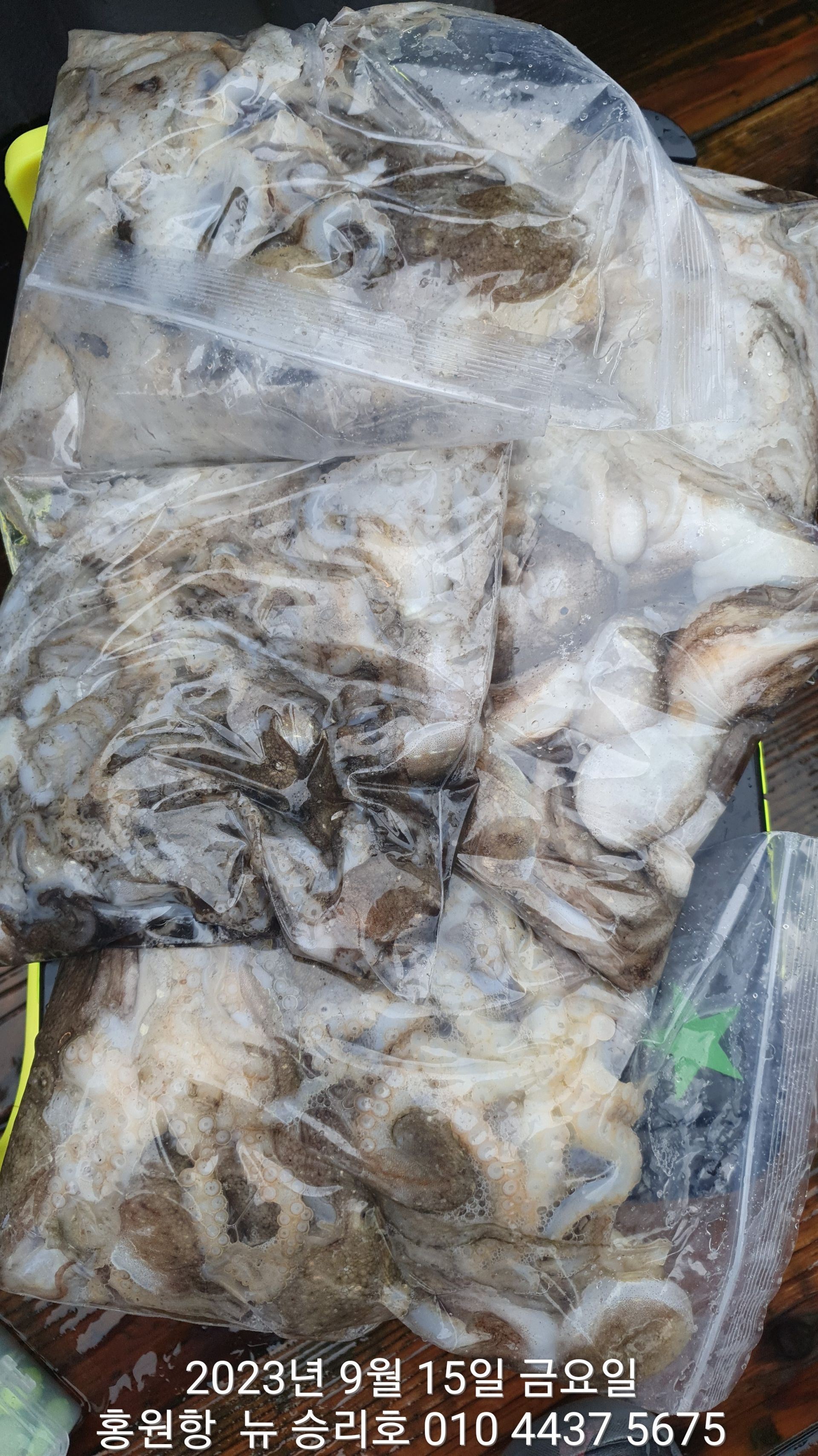 9월15일 홍원항 ^^위풍당당^^ ((뉴~승리호)) 오늘도 소수인원의 쭈꾸미 망태기 조황입니다!!