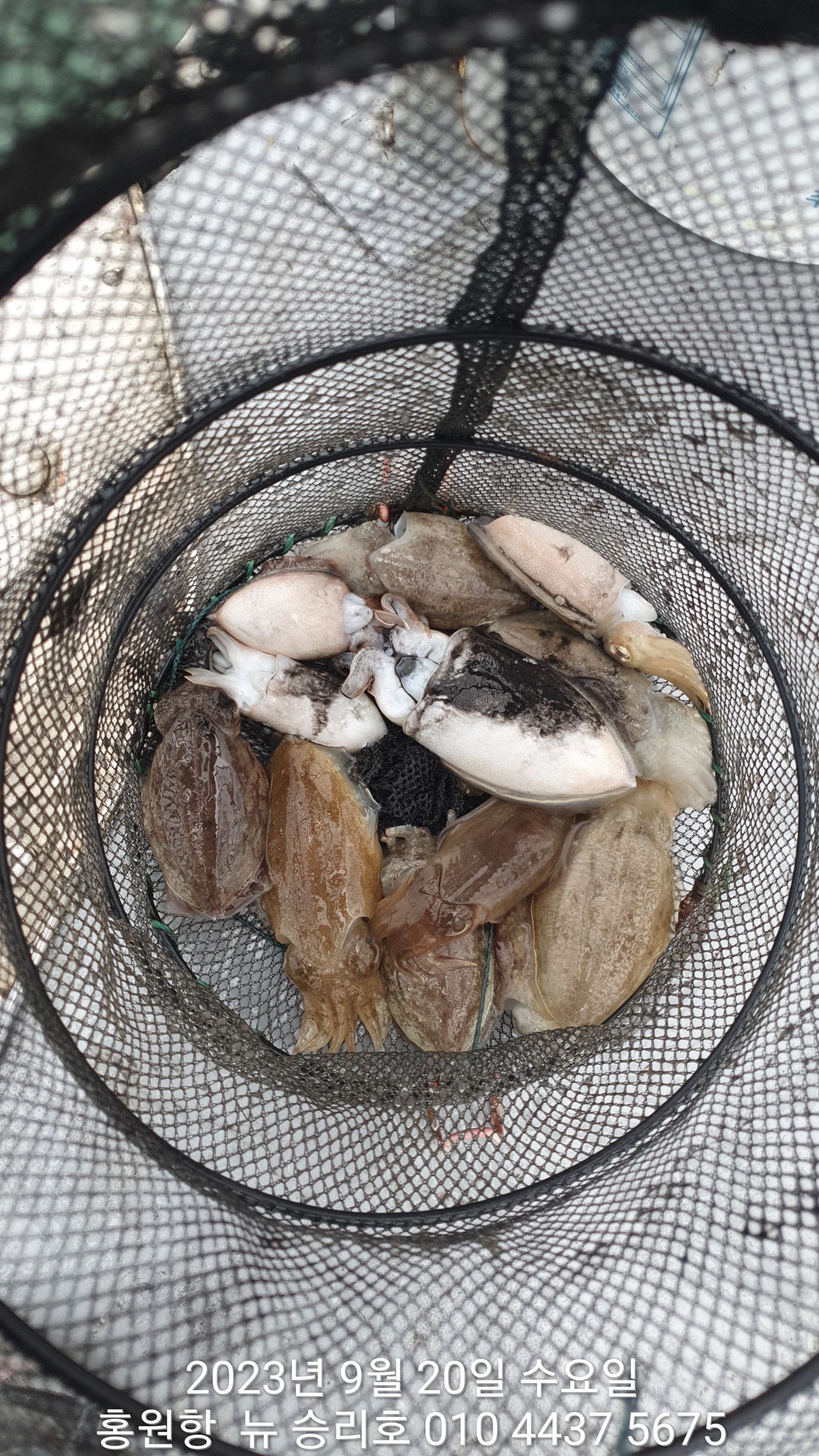 9/20 홍원항 ^^위풍당당^^ ((뉴~승리호)) ** 갑오징어&쭈꾸미** 아침 2시간 조황올려 봅니다!!