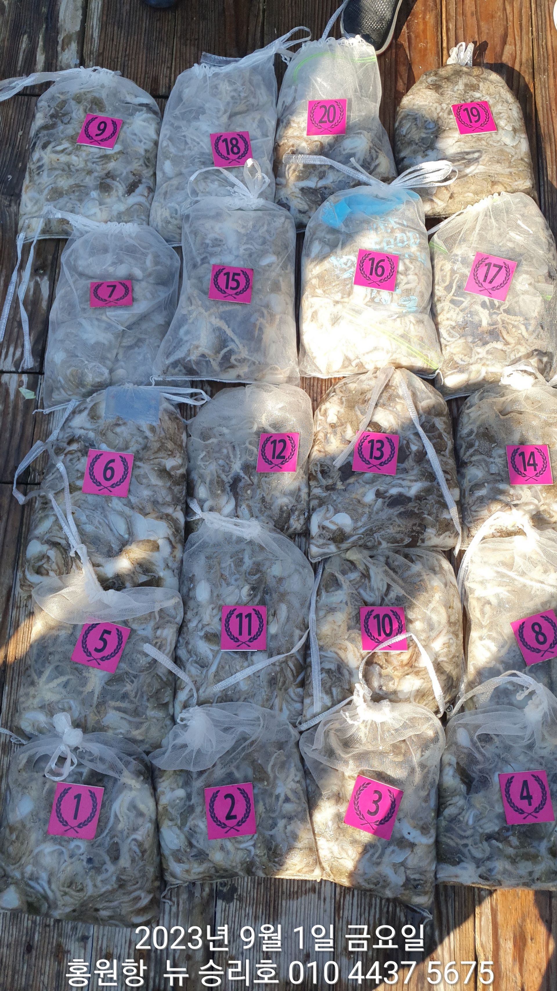 *쭈꾸미** (낚시의 원조 홍원항) ^위풍당당^ 뉴~ 승리호 9/1 첫출조 대~박~~ 망태기 조황!!