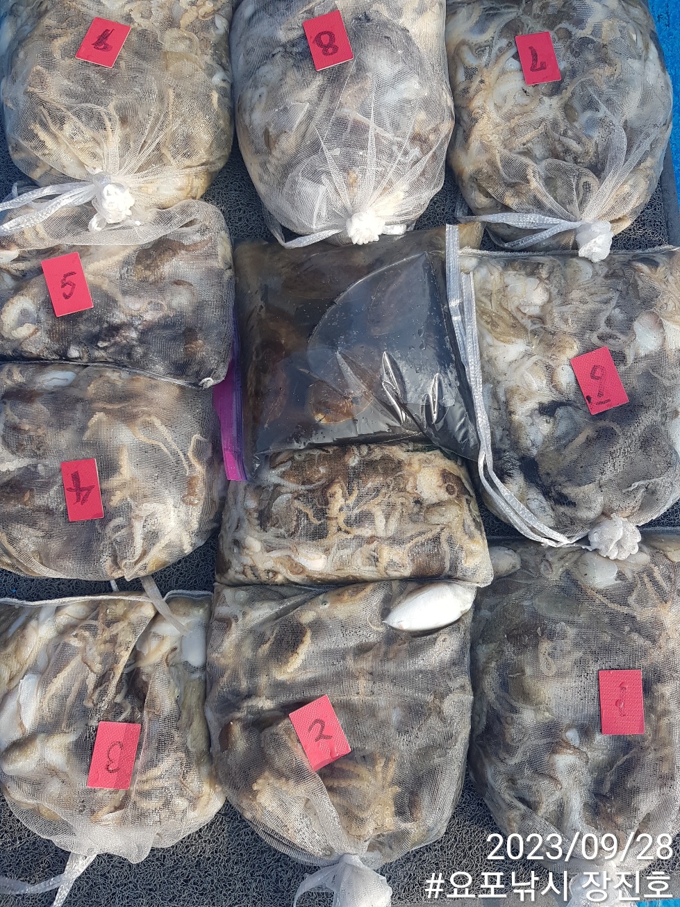 홍원항 요포선단 ~제1선단~ ((장진호)) 9월28일 갑오징어&쭈꾸미 1인 2망태기 조황!!