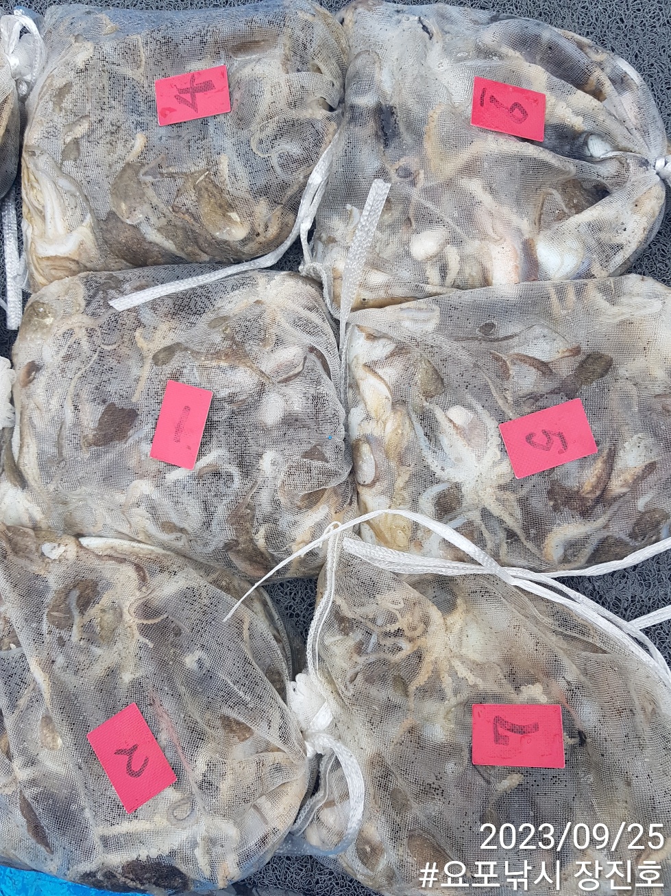 홍원항 요포선단 ~제1선단~ ((장진호)) 9월25일 **갑오징어&쭈꾸미** (망태기) 조황입니다!!