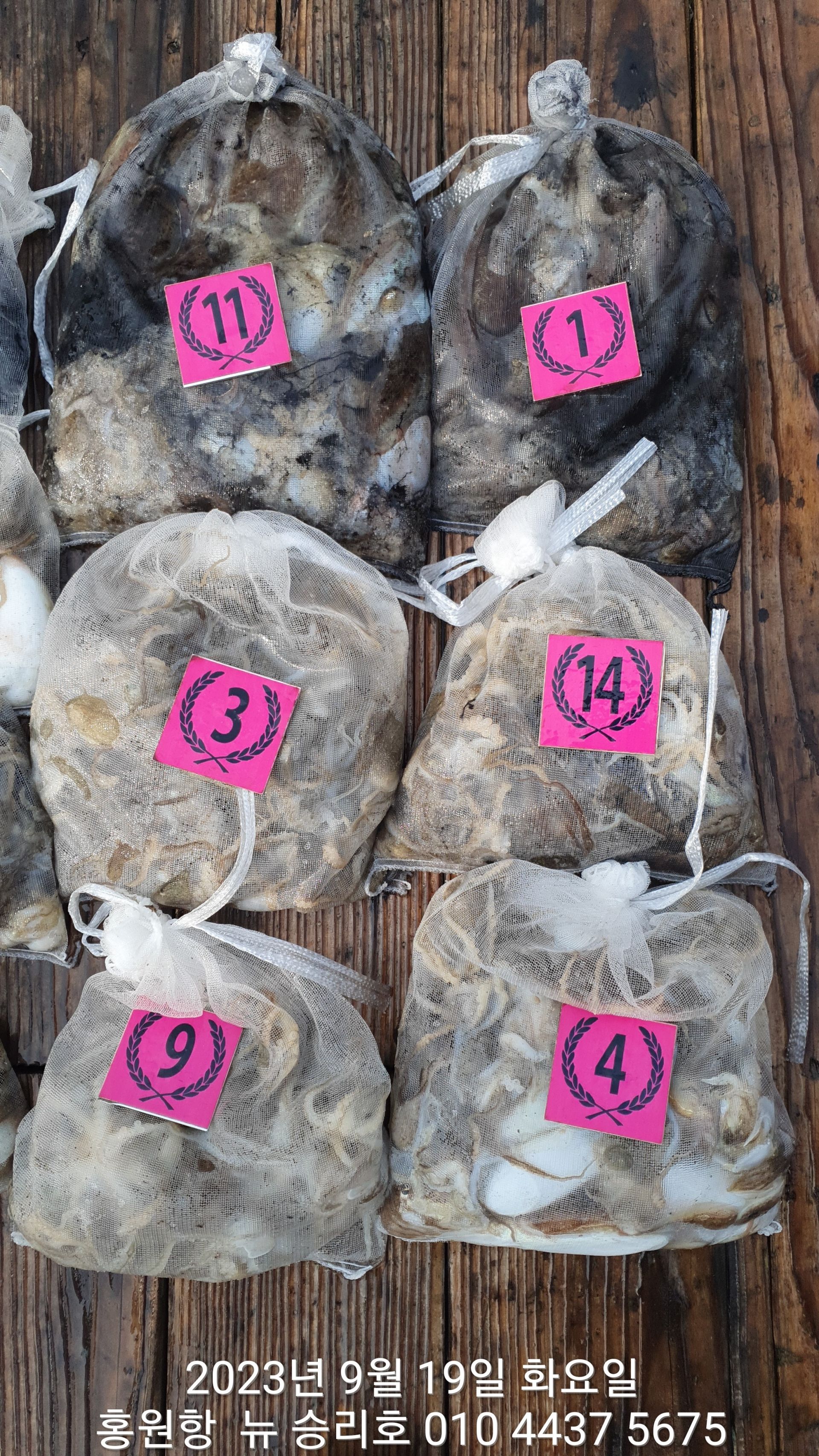 9월19일 홍원항 요포선단 ^^위풍당당^^ ((뉴~승리호)) * 갑오징어&쭈꾸미* 초보분들의 반~란~~